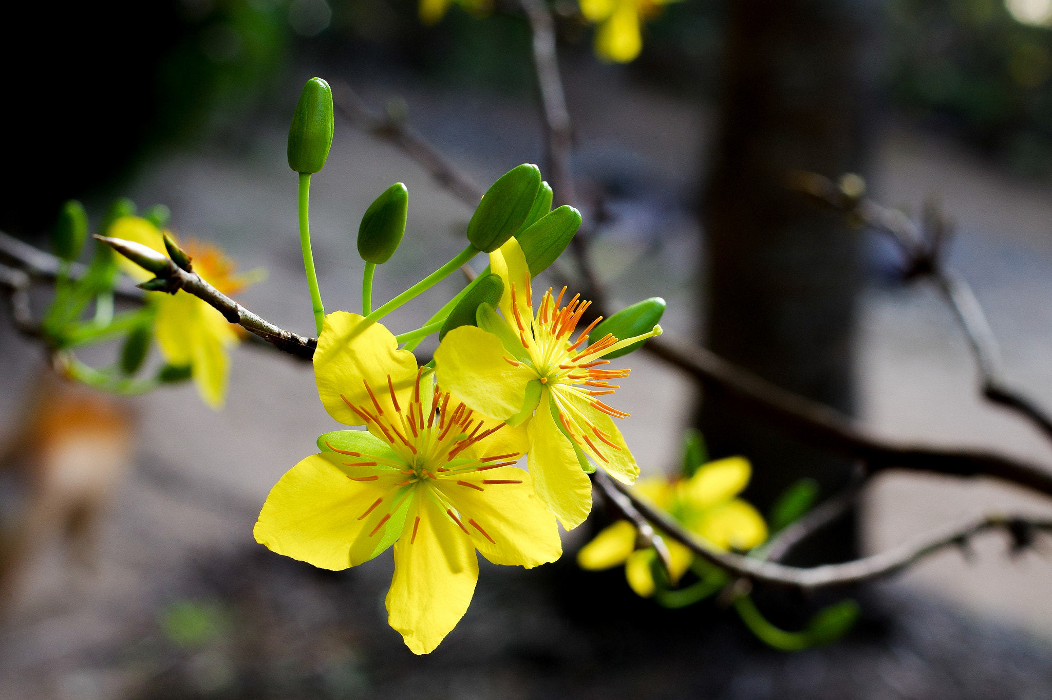 Pentax smc FA 43mm F1.9 Limited sample photo. Hoa mai 4 photography