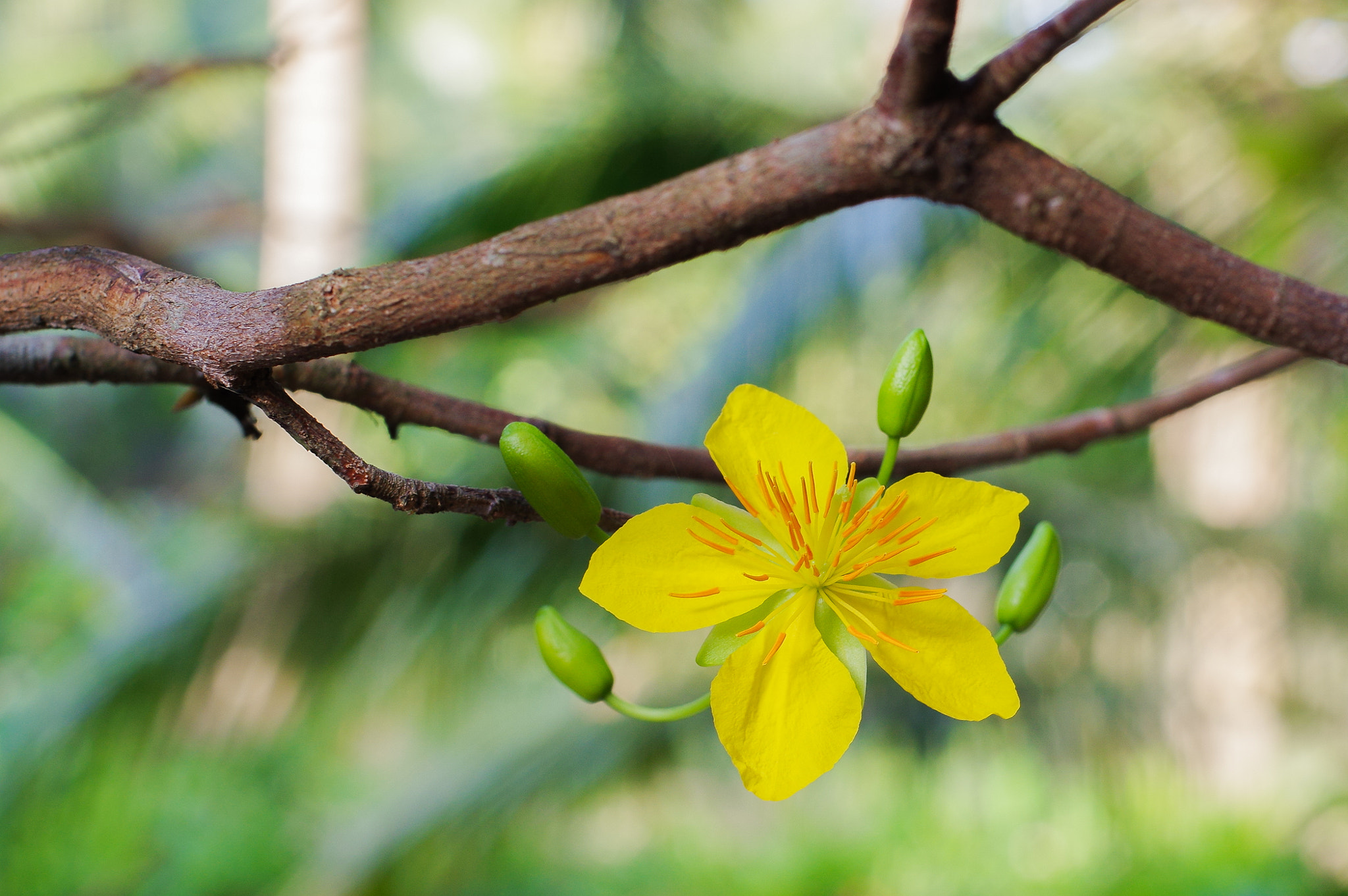 Pentax K-3 sample photo. Hoa mai 5 photography