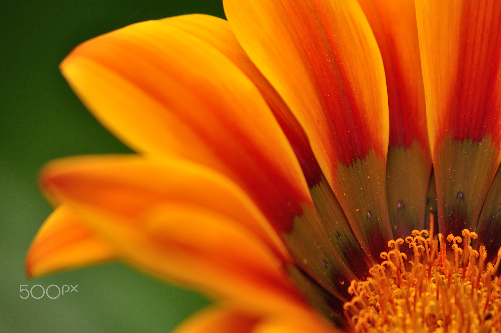 Sigma 70-300mm F4-5.6 APO DG Macro sample photo. Gazania glory photography