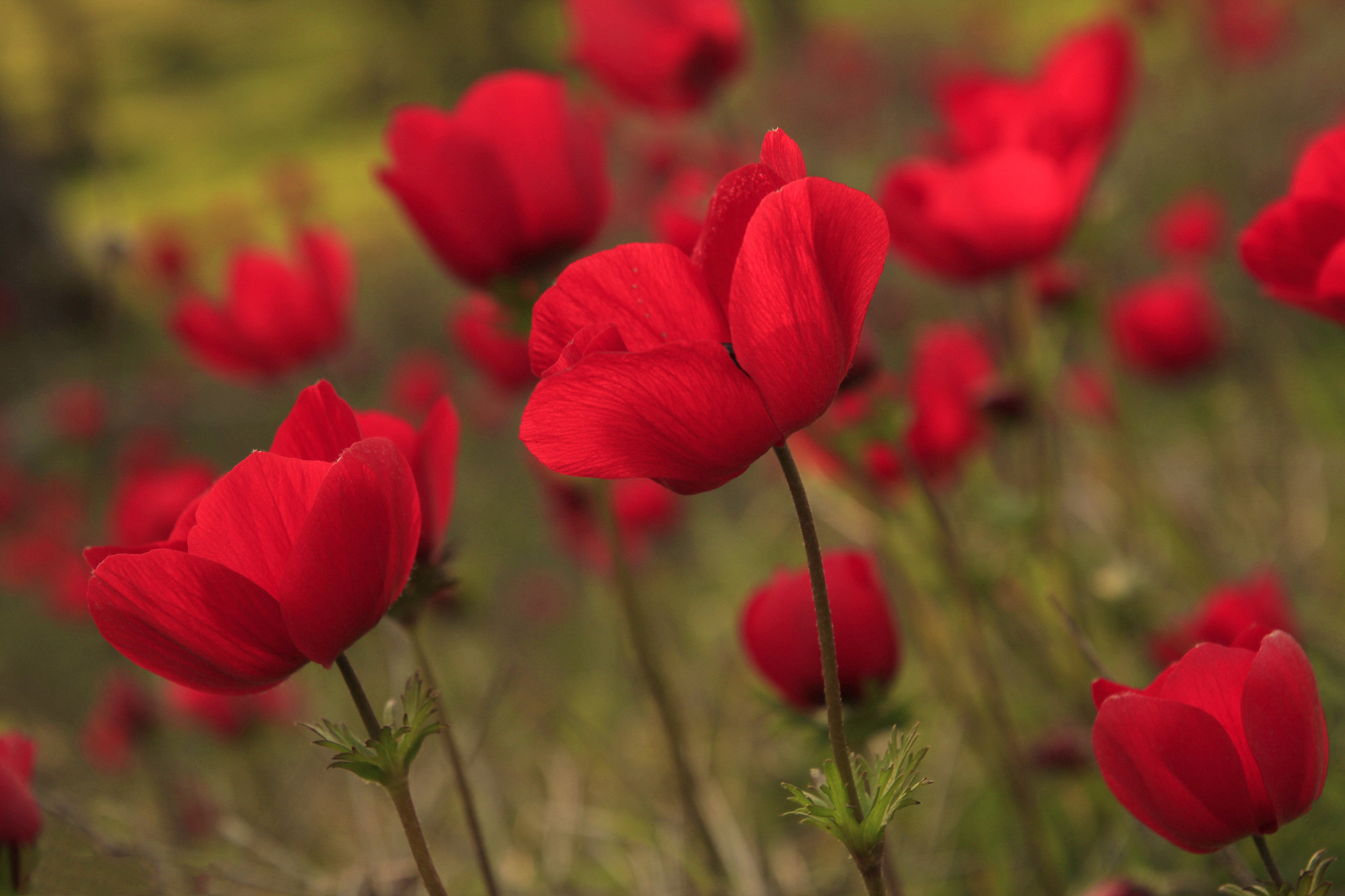 Canon EOS 600D (Rebel EOS T3i / EOS Kiss X5) sample photo. The red queens photography