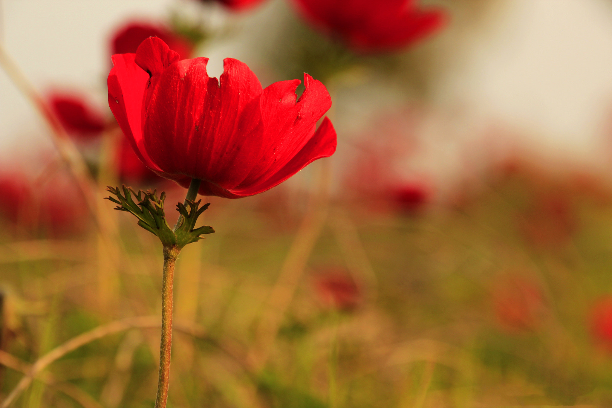 Canon EOS 600D (Rebel EOS T3i / EOS Kiss X5) sample photo. The red queens photography