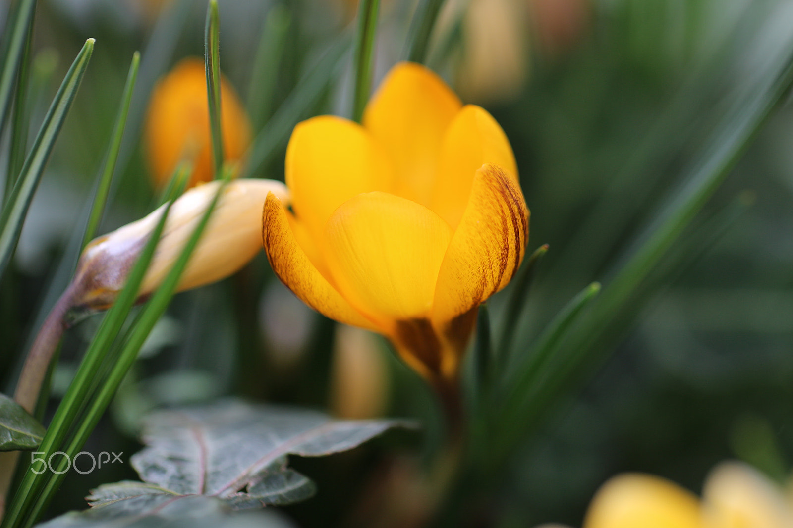 Canon EF 100mm F2.8L Macro IS USM sample photo. Yellow messengers of spring photography