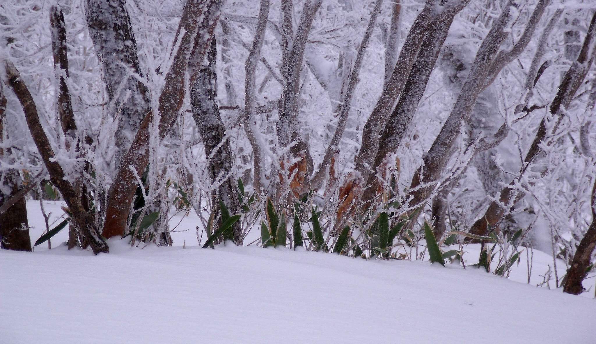 Fujifilm FinePix J110W sample photo. Green on white photography