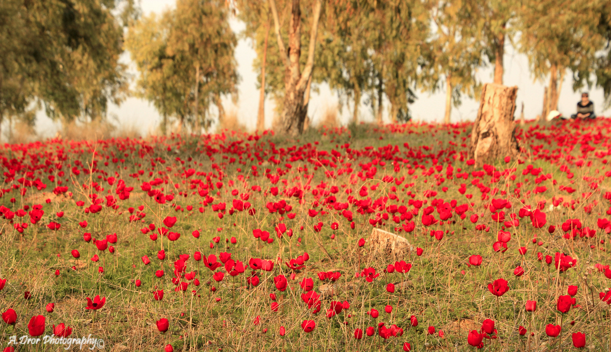 Canon EOS 600D (Rebel EOS T3i / EOS Kiss X5) sample photo. The red queens photography