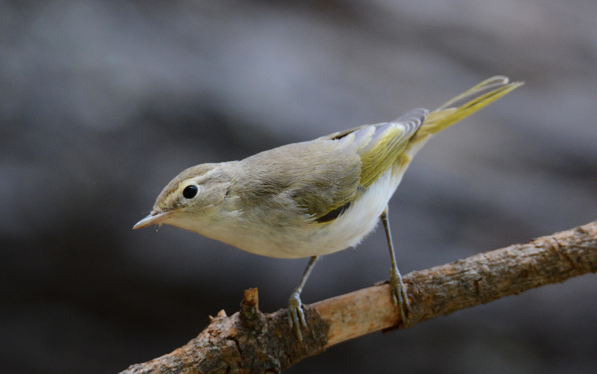 Nikon D7100 + Sigma 150-600mm F5-6.3 DG OS HSM | S sample photo. Mosquitero photography