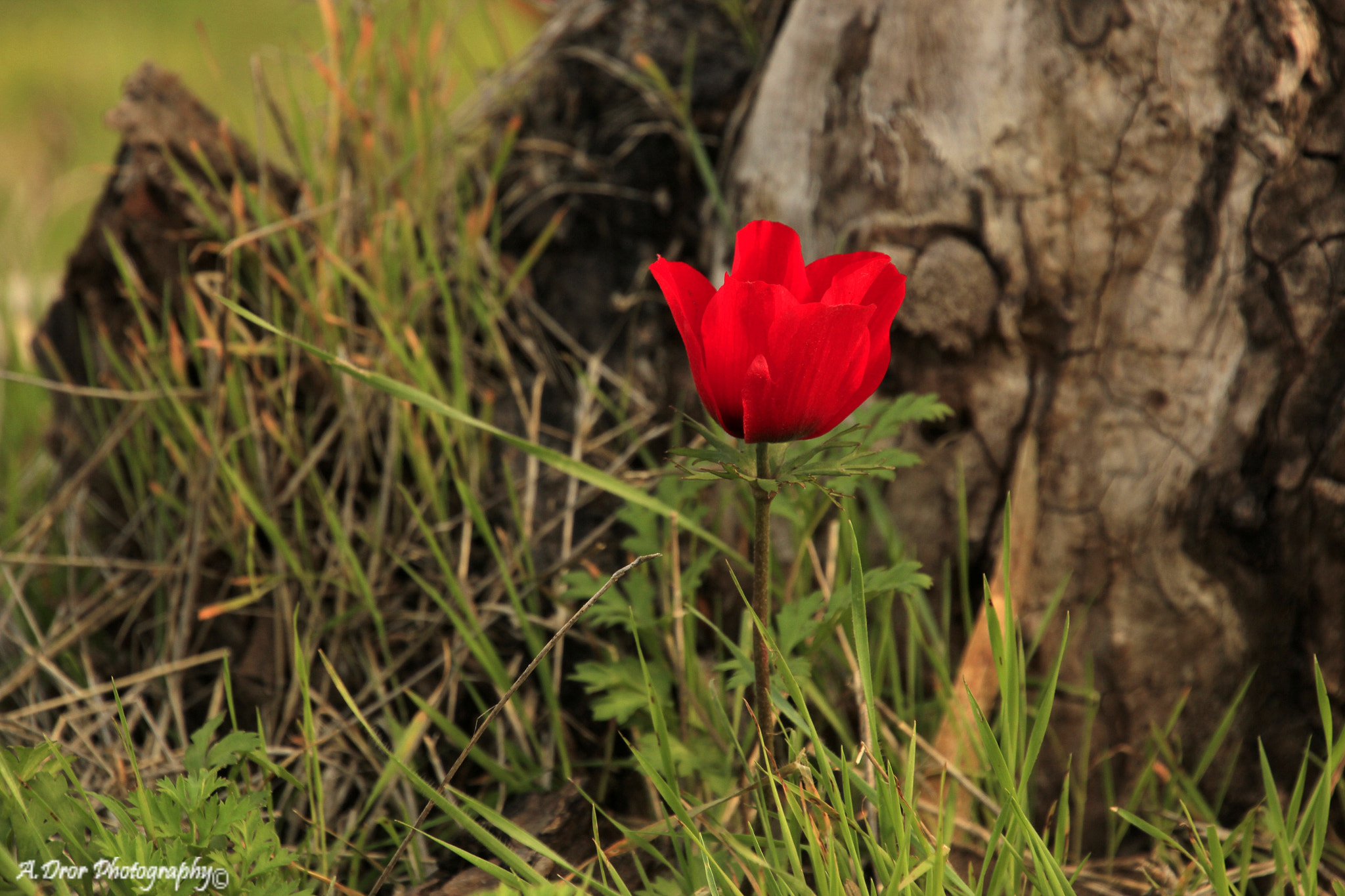 Canon EOS 600D (Rebel EOS T3i / EOS Kiss X5) sample photo. Mg photography