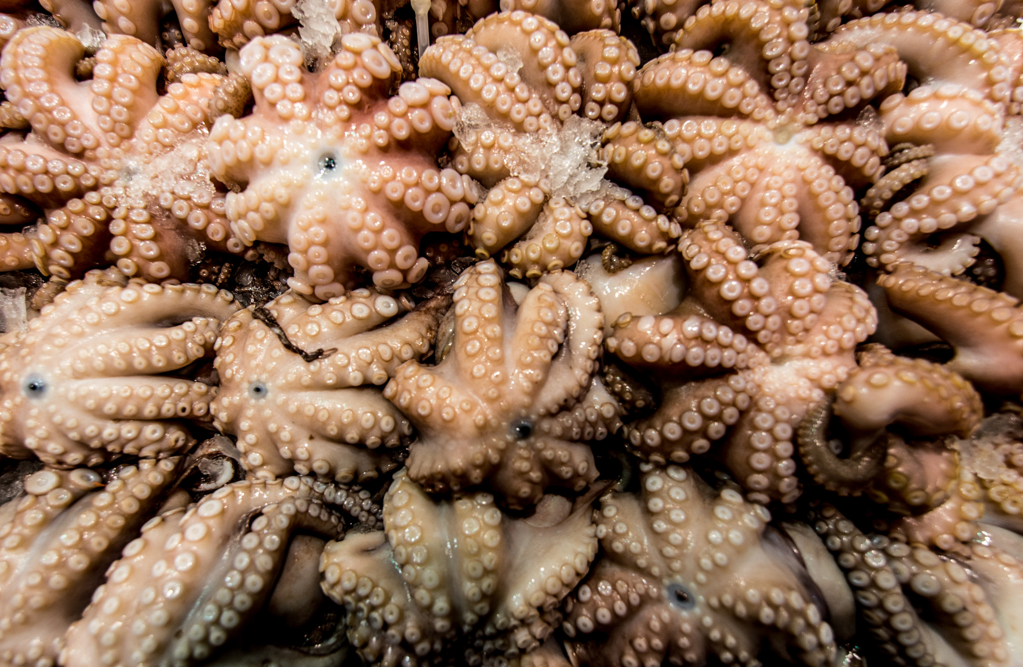 Samyang 14mm F2.8 ED AS IF UMC sample photo. Octopus pattern photography