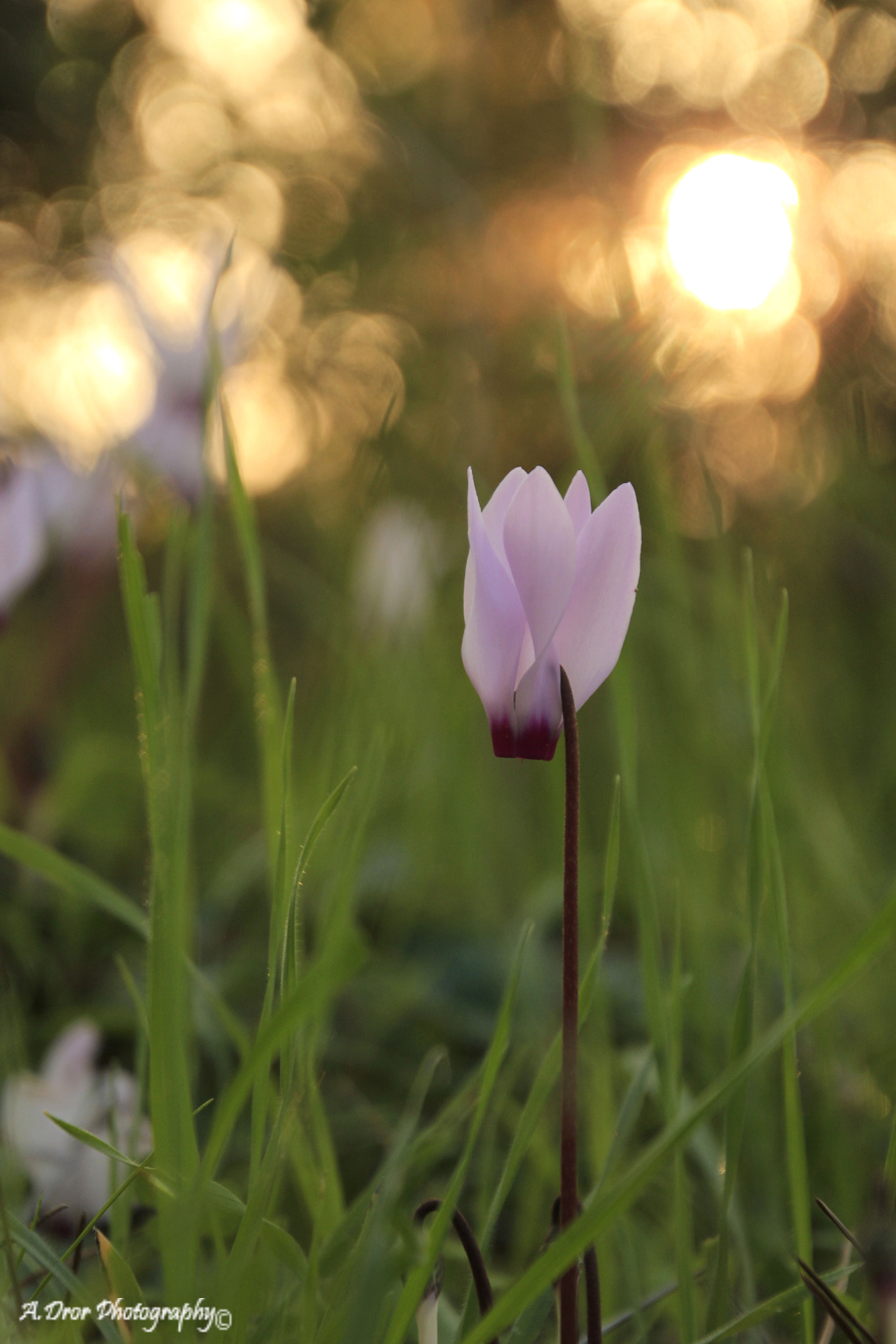 Canon EOS 600D (Rebel EOS T3i / EOS Kiss X5) sample photo. The lady in pink photography