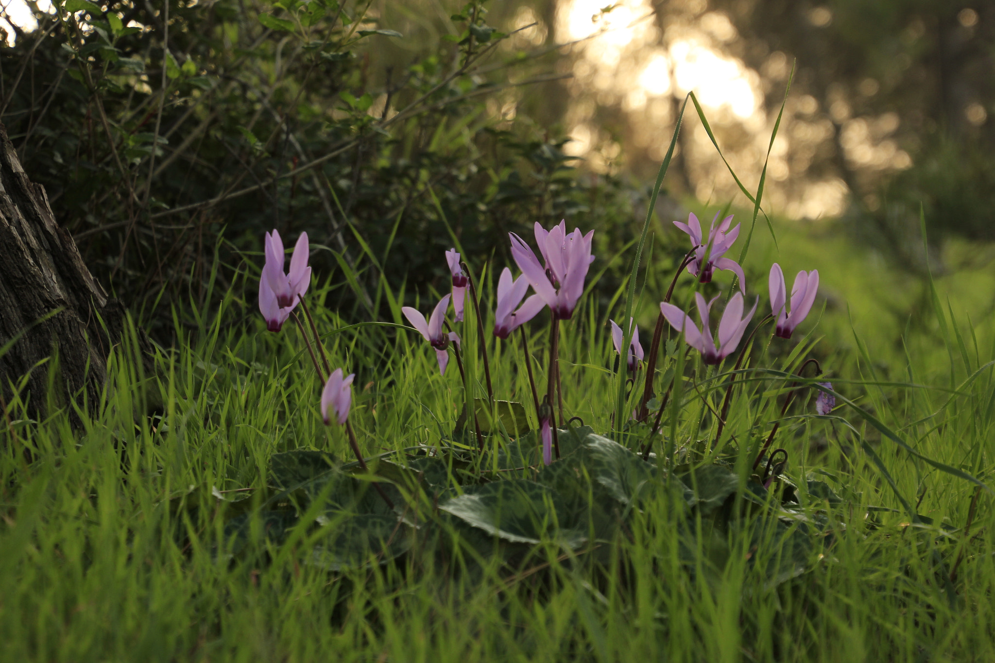 Canon EOS 600D (Rebel EOS T3i / EOS Kiss X5) sample photo. Dreamy pink photography