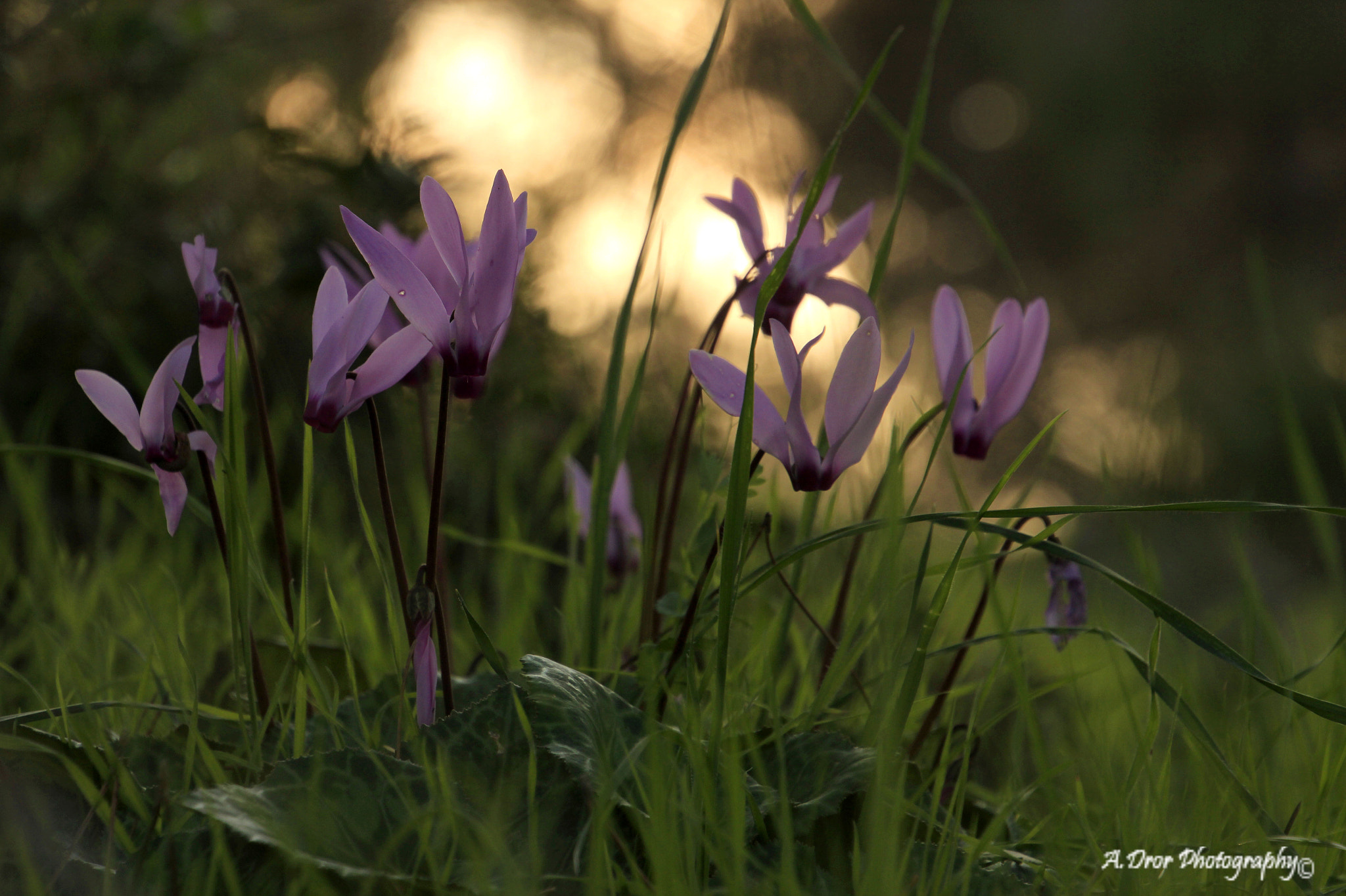 Canon EOS 600D (Rebel EOS T3i / EOS Kiss X5) sample photo. Pink ladies photography