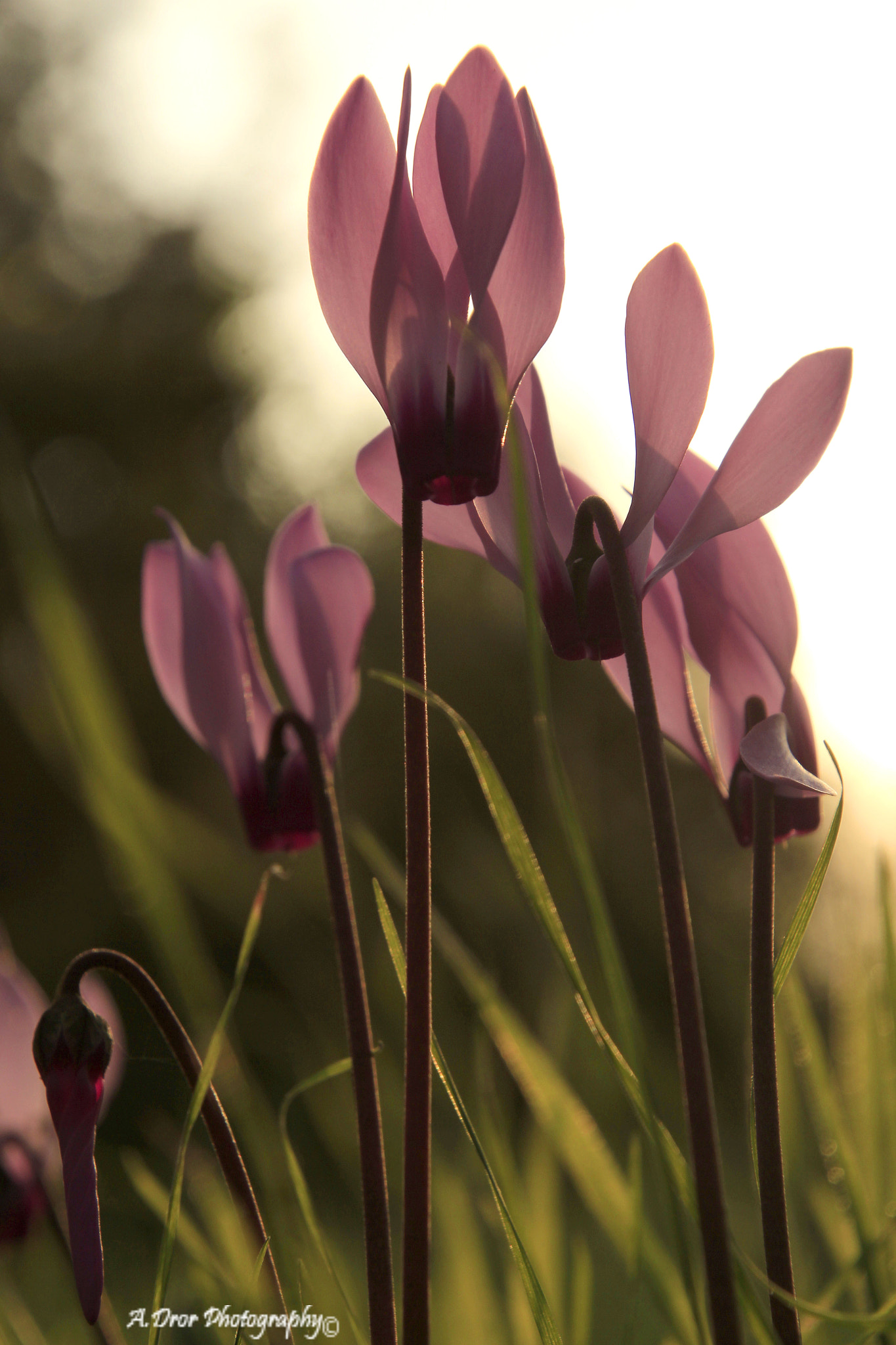 Canon EOS 600D (Rebel EOS T3i / EOS Kiss X5) sample photo. Pink elegance photography