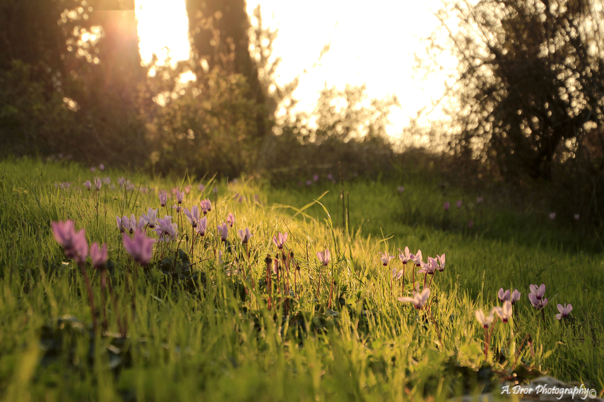 Canon EOS 600D (Rebel EOS T3i / EOS Kiss X5) sample photo. Magical forest photography