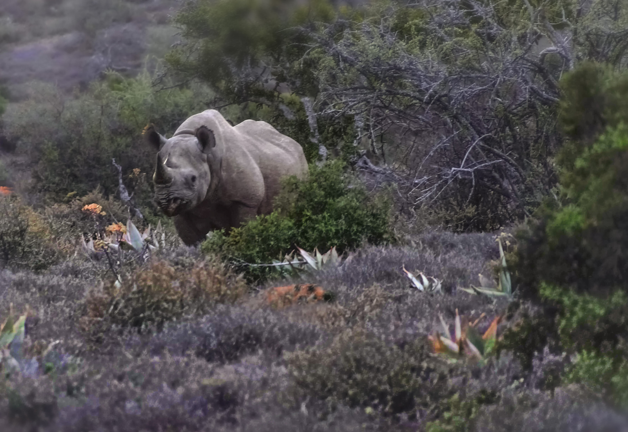 Sony DT 18-250mm F3.5-6.3 sample photo. Orange rhino photography