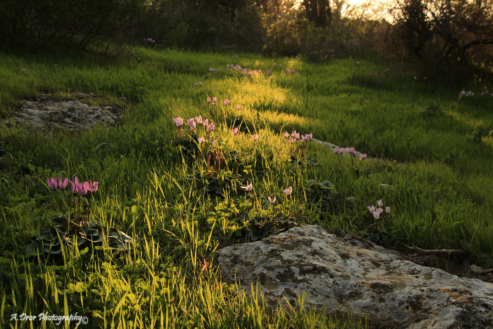 Canon EOS 600D (Rebel EOS T3i / EOS Kiss X5) sample photo. The path of light photography
