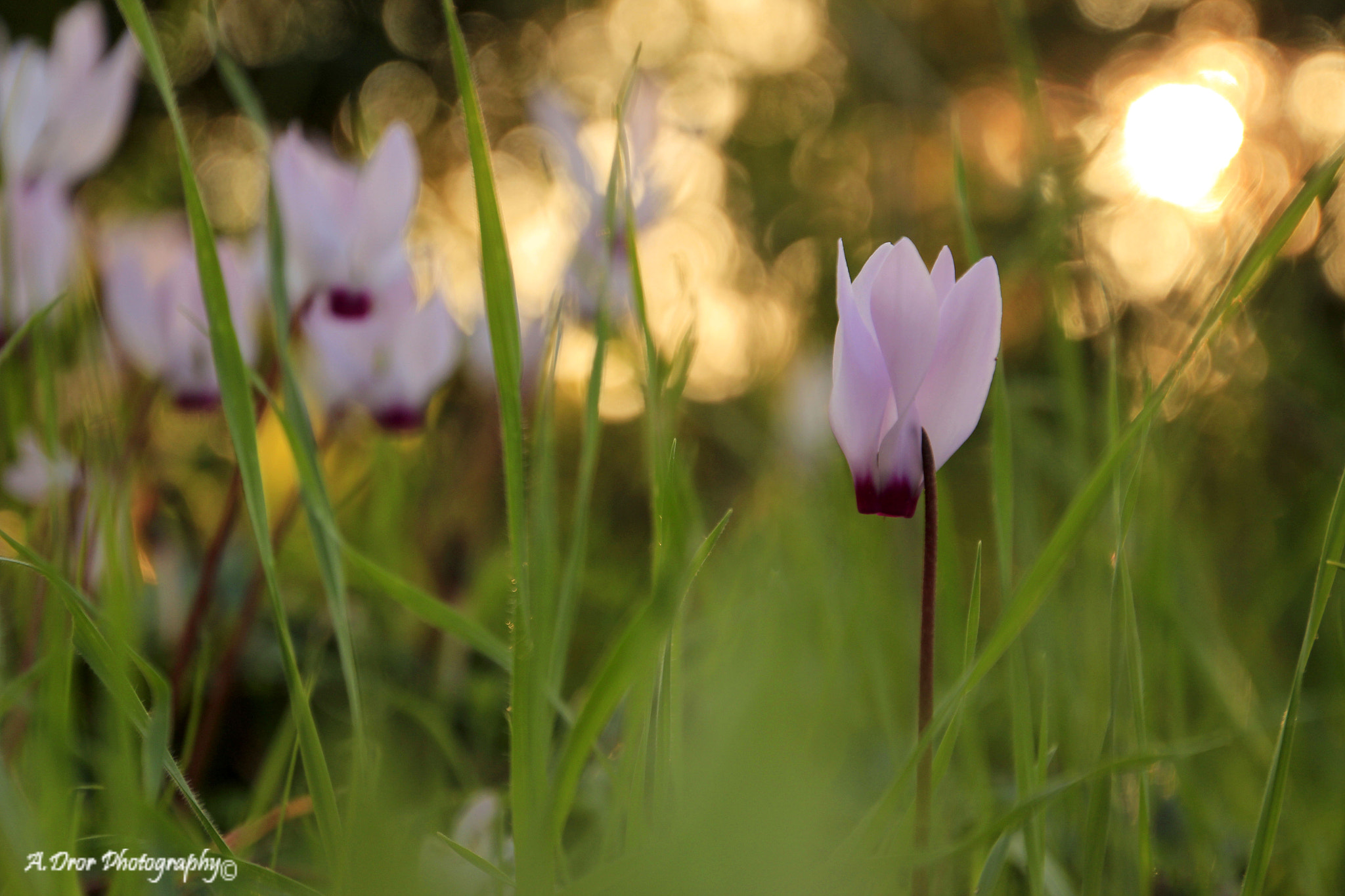 Canon EOS 600D (Rebel EOS T3i / EOS Kiss X5) + Tamron 16-300mm F3.5-6.3 Di II VC PZD Macro sample photo. Cyclamens at sunset photography