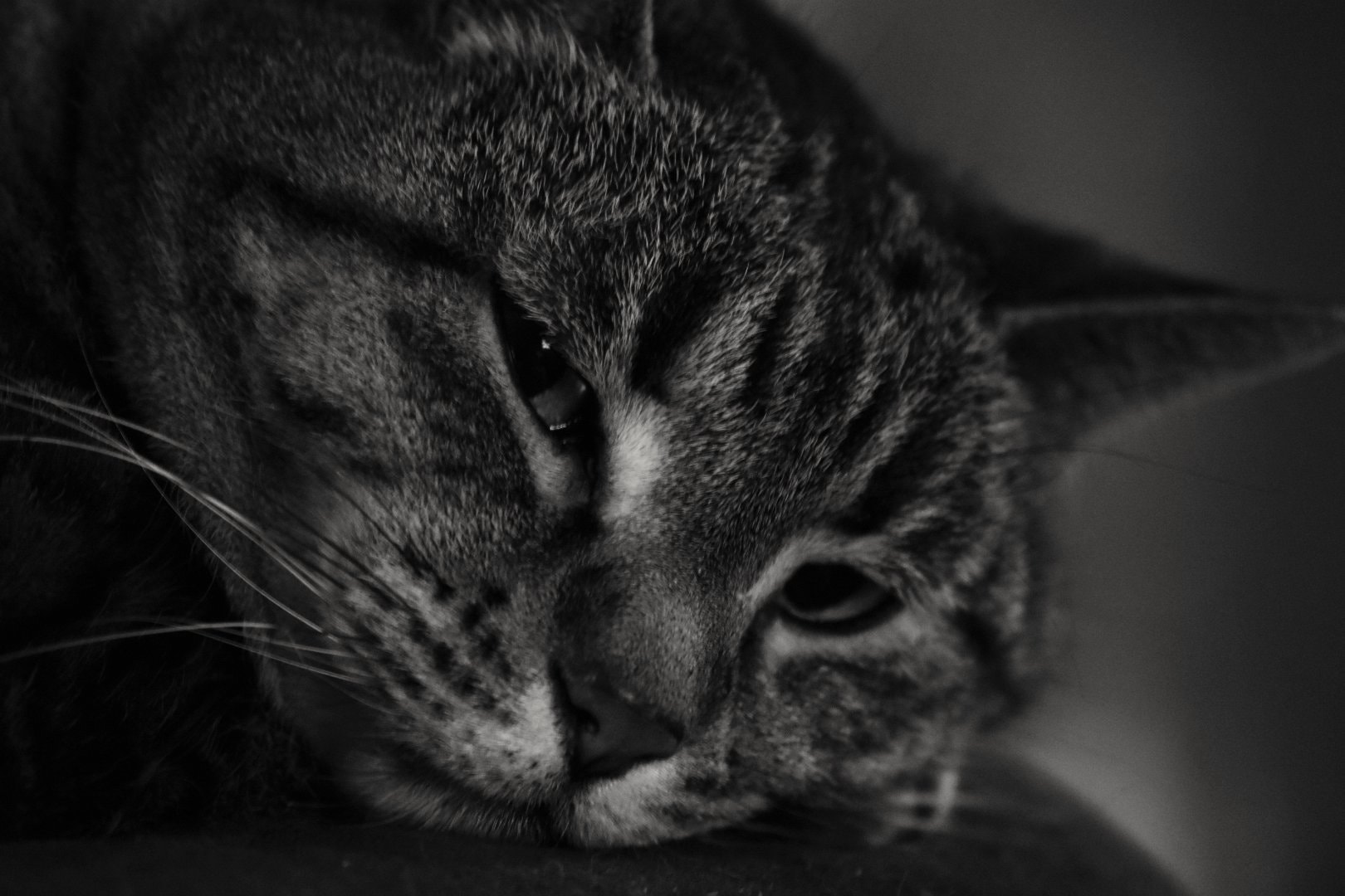 Sigma 70-300mm F4-5.6 APO DG Macro sample photo. Sleeping kitty photography