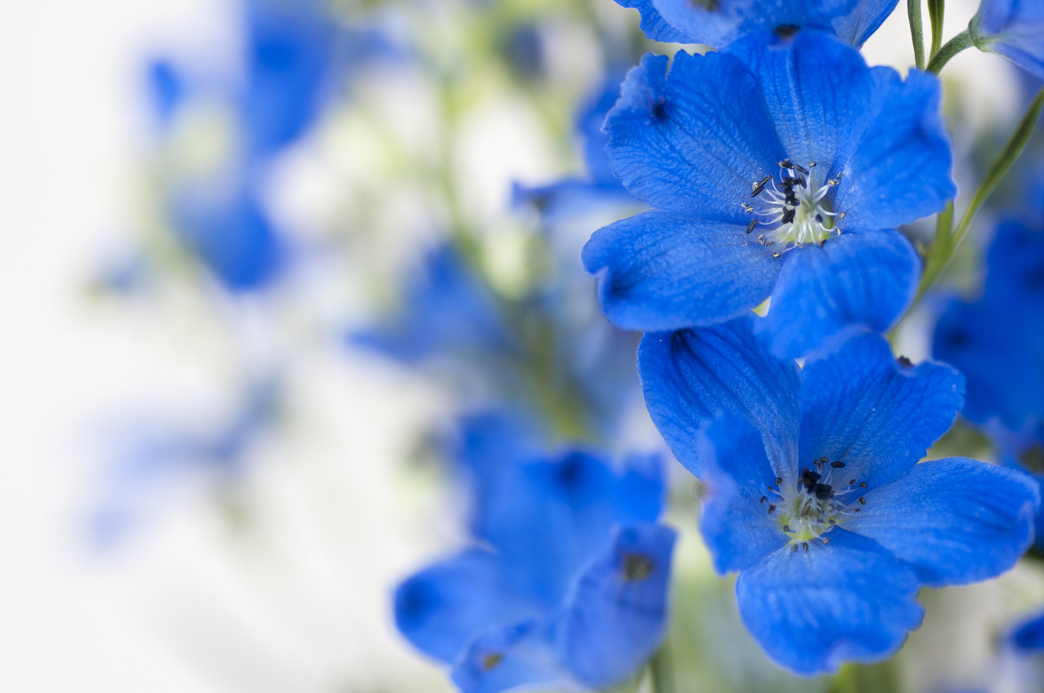 Pentax K-7 + Tamron SP AF 90mm F2.8 Di Macro sample photo. Blue photography