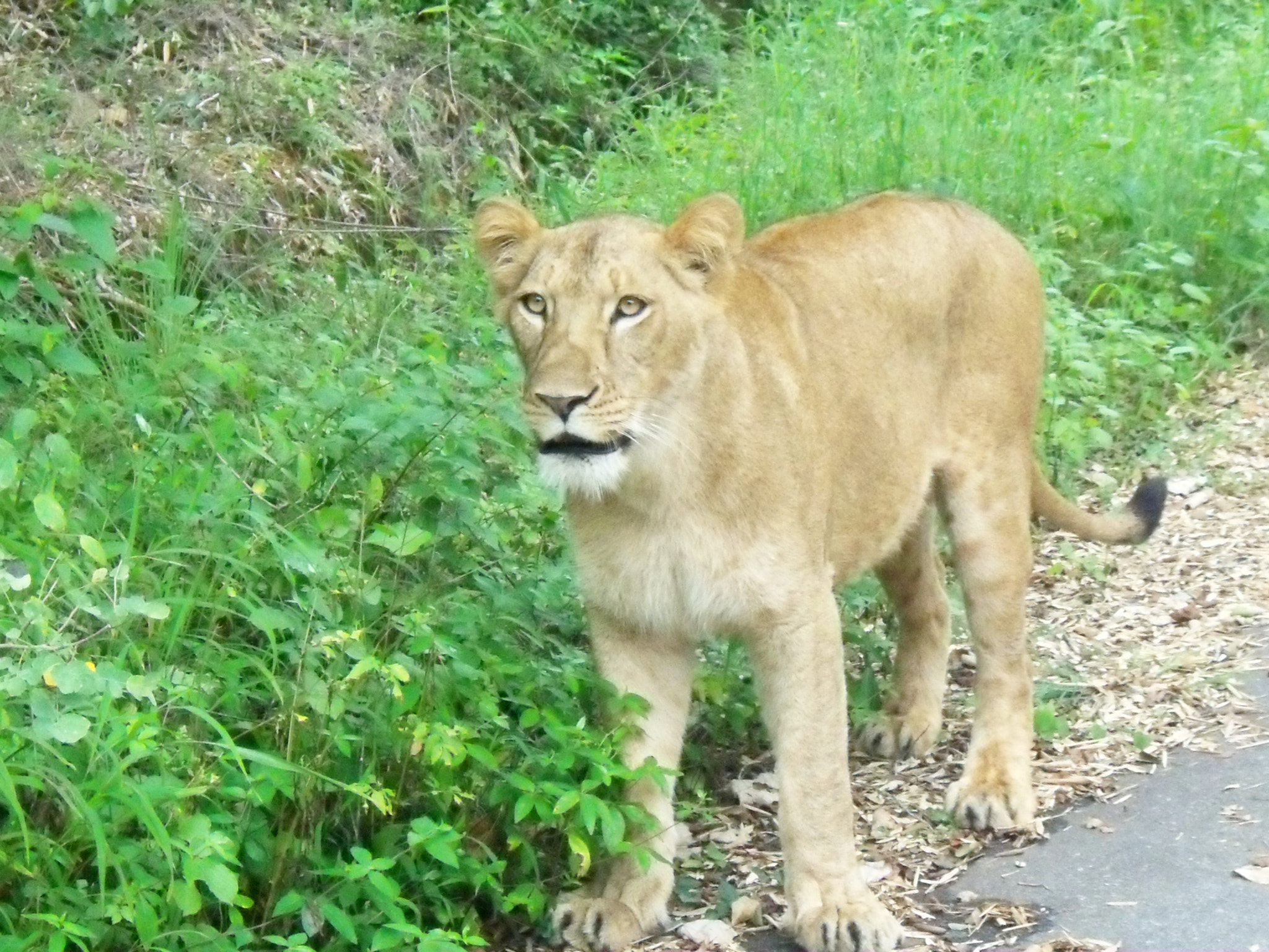 Kodak EASYSHARE C142 DIGITAL CAMERA sample photo. Wild life lioness photography