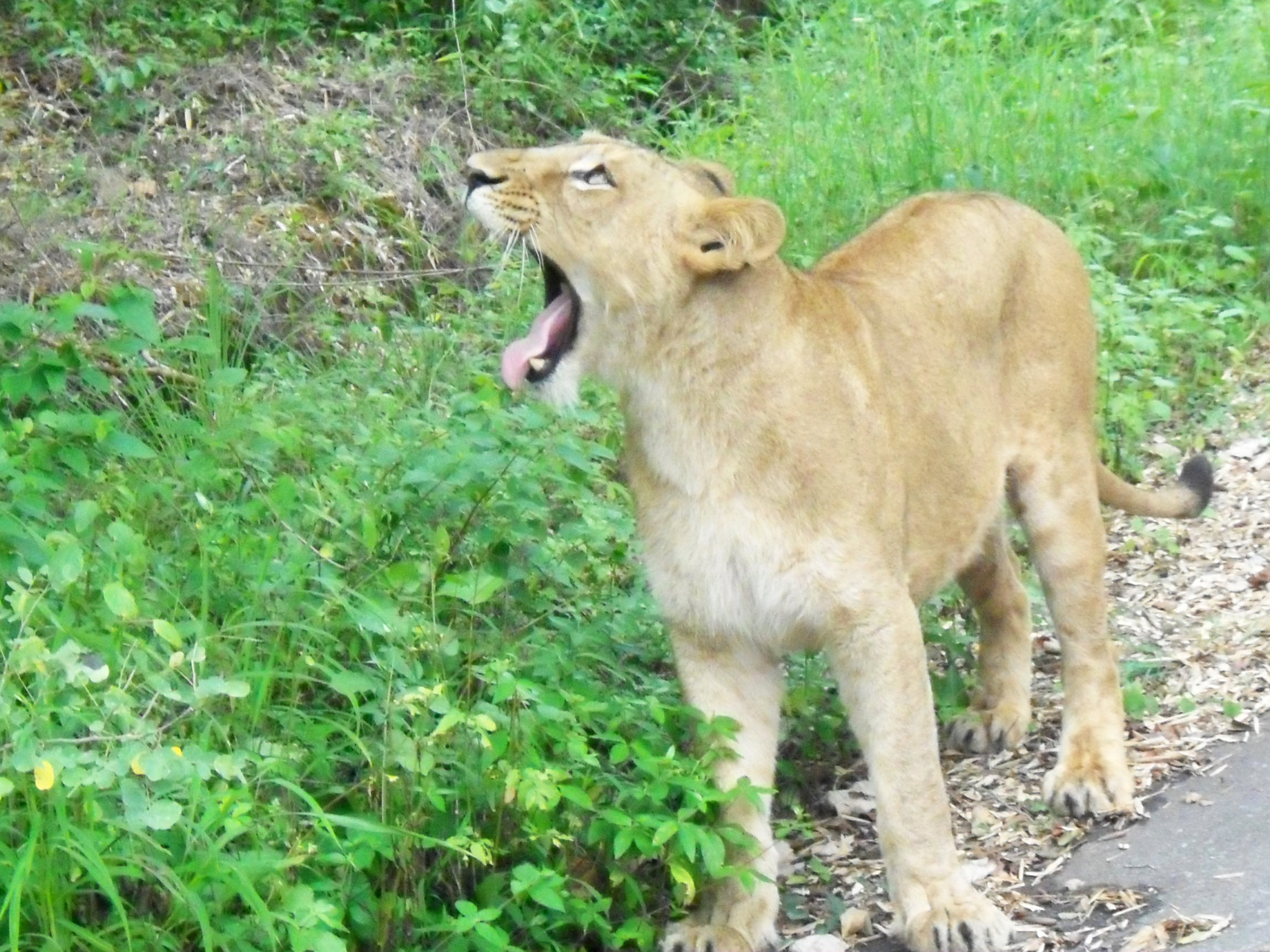 Kodak EASYSHARE C142 DIGITAL CAMERA sample photo. Wildlife lioness photography