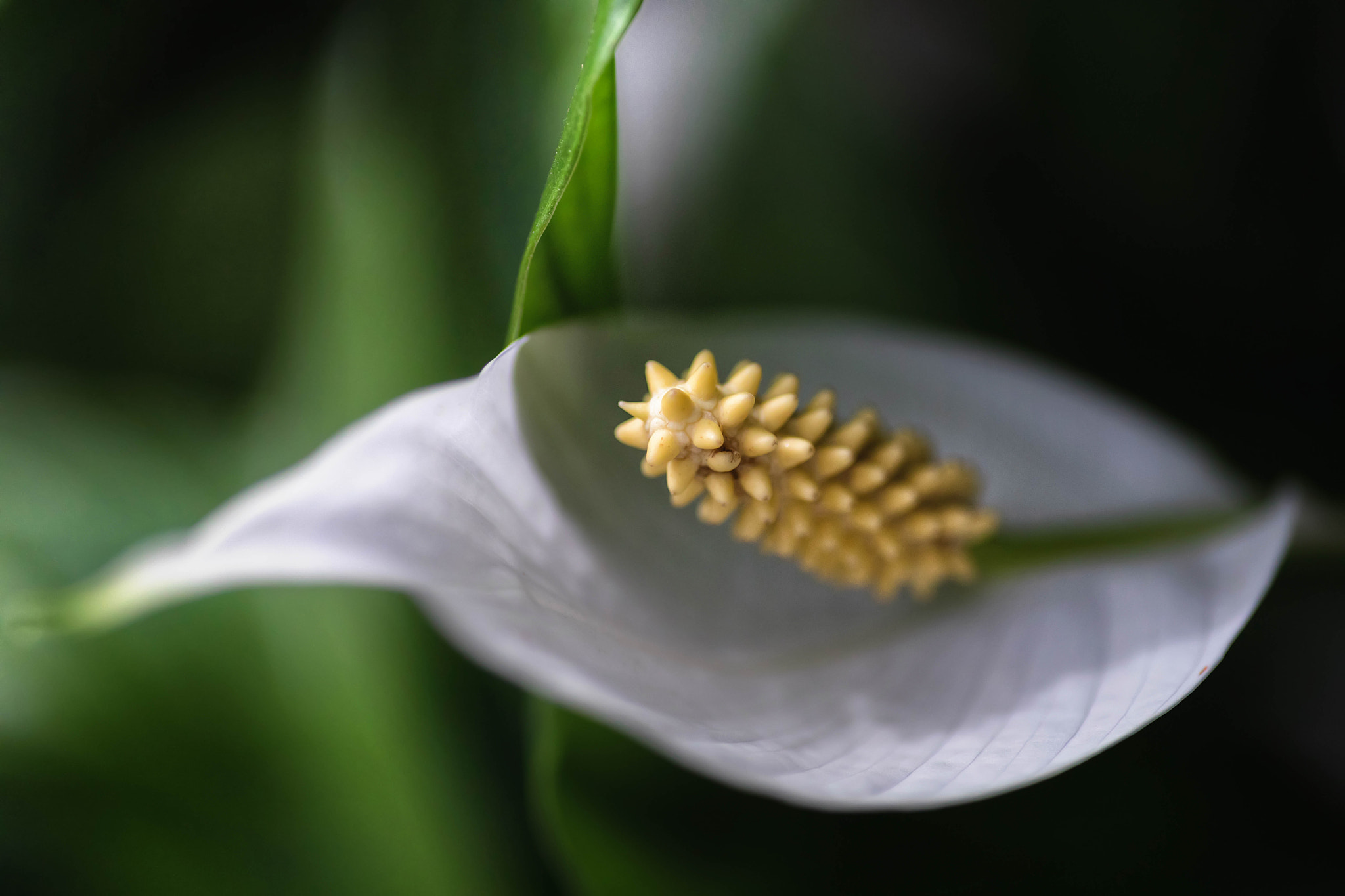 Canon EOS 5D Mark IV + Tamron SP AF 90mm F2.8 Di Macro sample photo. Calla photography