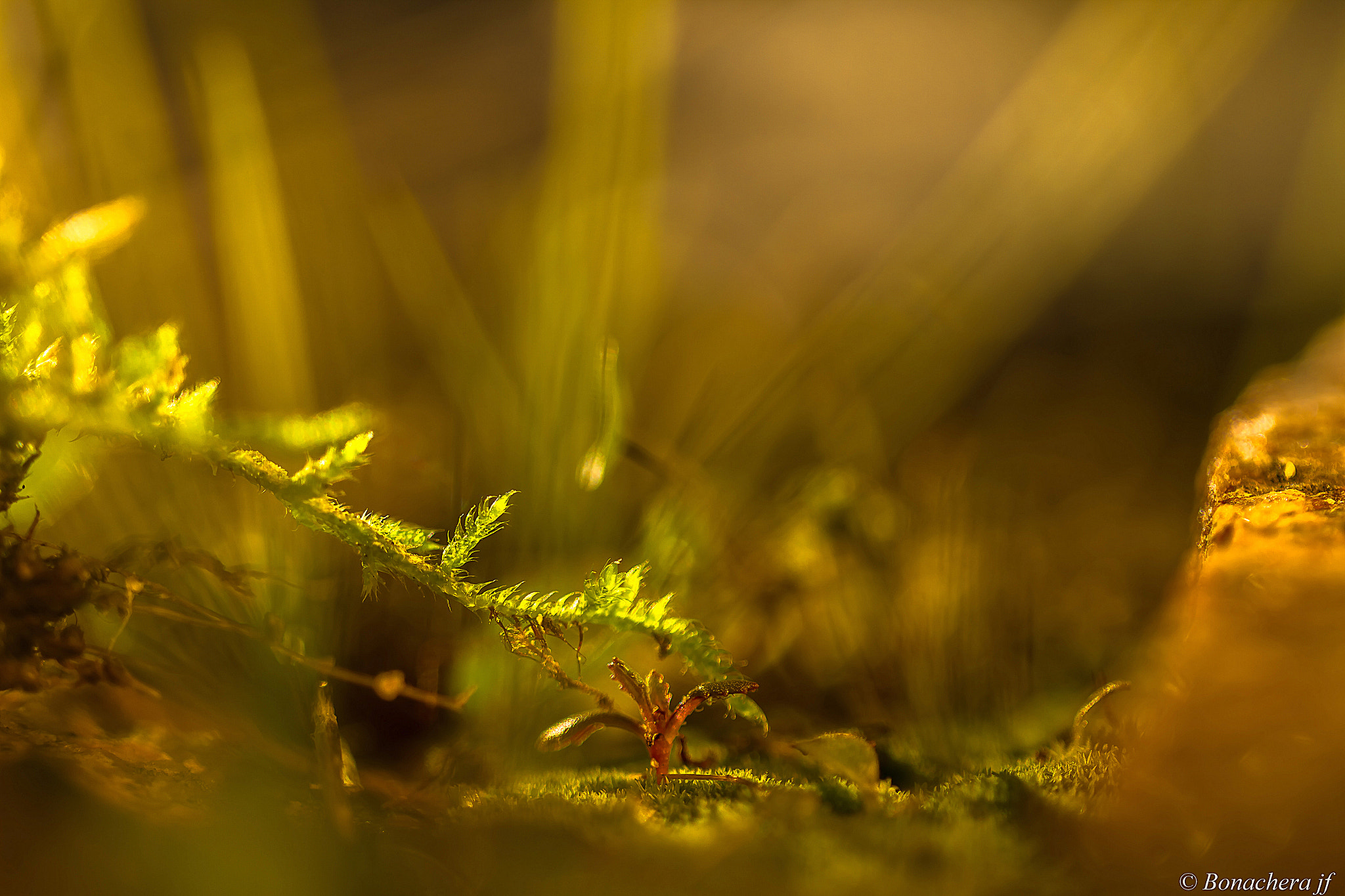 Sigma 150mm f/2.8 EX DG OS HSM APO Macro sample photo. Jeune pousse photography