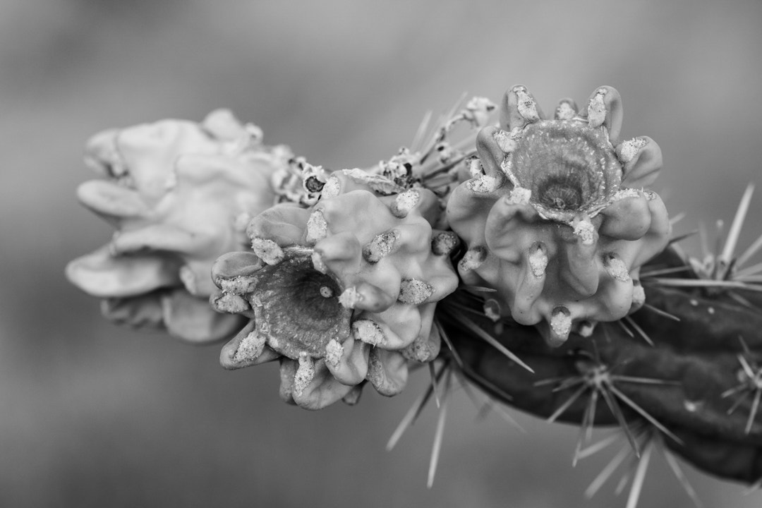 Sony ILCA-77M2 sample photo. Cactus 2 03042017 photography
