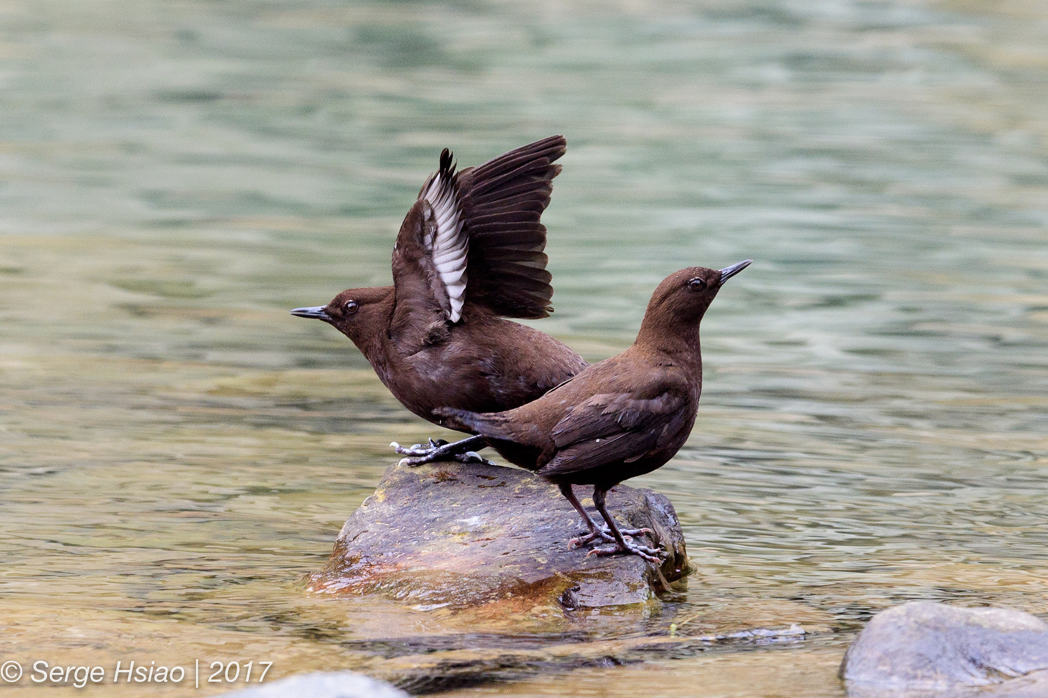 Nikon AF-S Nikkor 600mm F4E FL ED VR sample photo. 河烏 / brown dipper photography