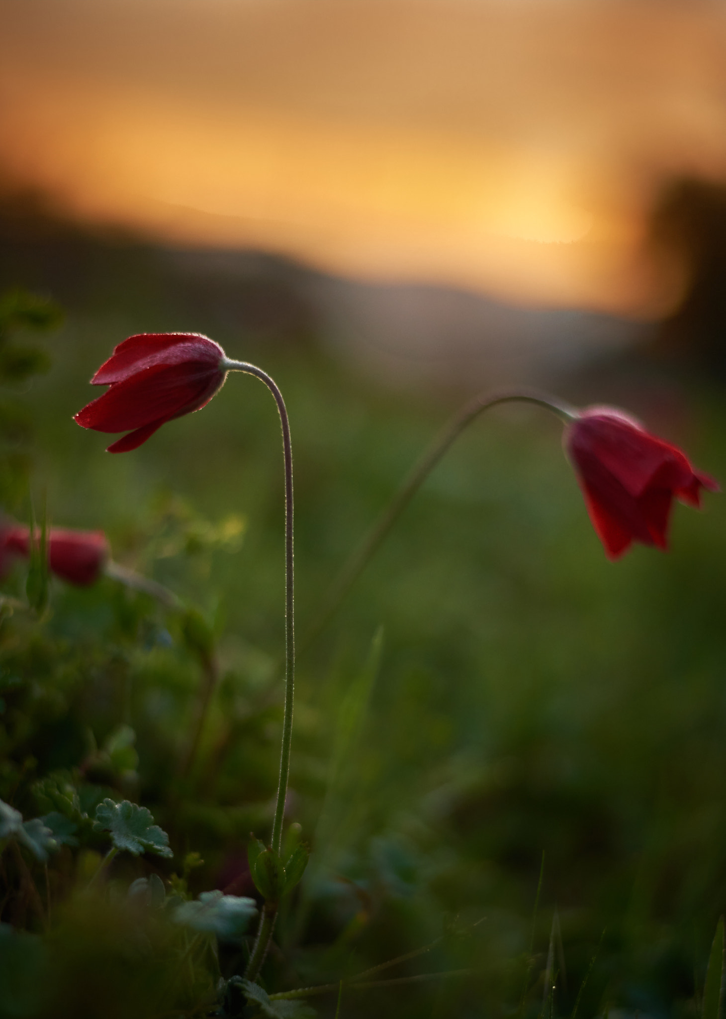 Nikon AF-S Nikkor 50mm F1.8G sample photo. Poppies at daybreak photography