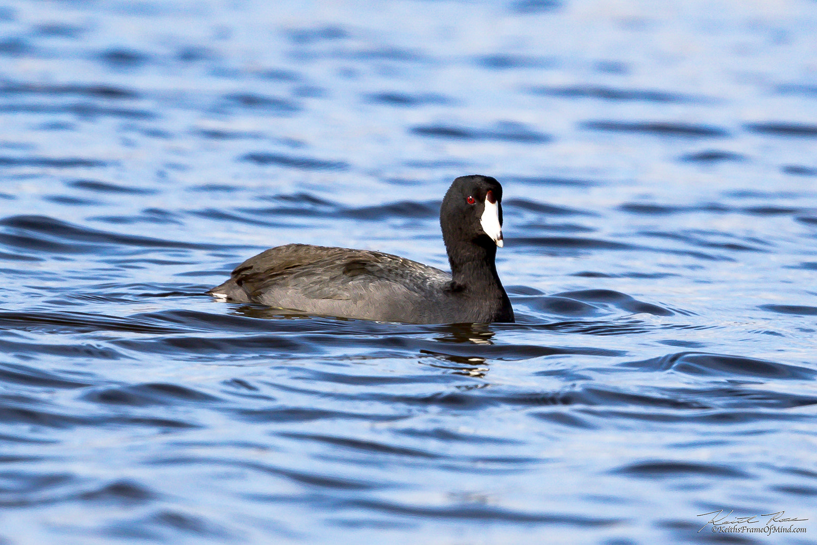 Canon EF 600mm F4L IS II USM sample photo. American coot   photography