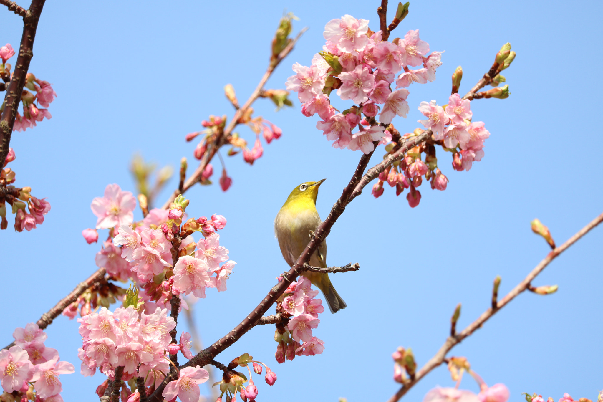 Canon EOS 760D (EOS Rebel T6s / EOS 8000D) sample photo. Cherry blossoms and white-eye  yamaguchi_japan photography