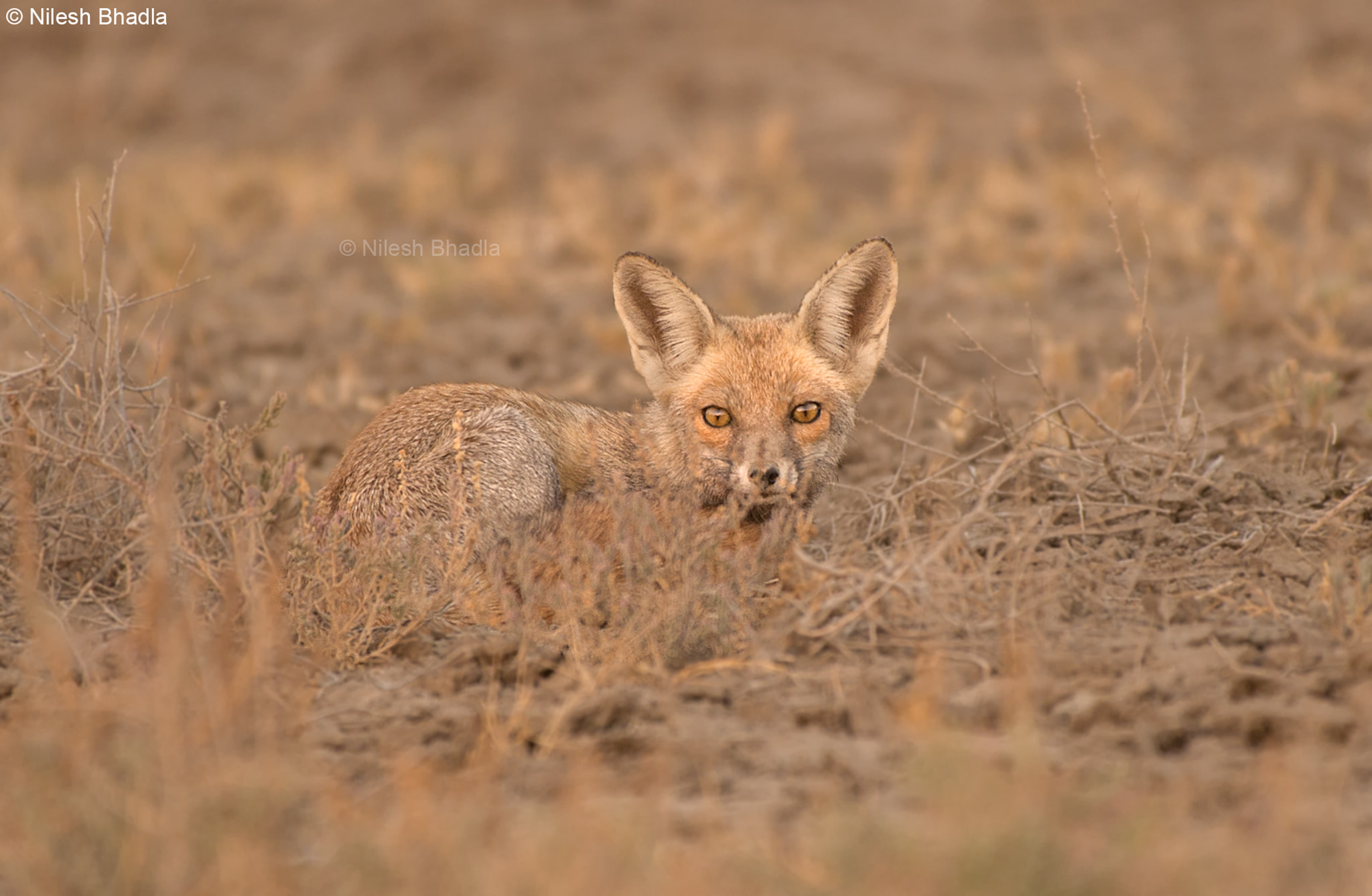 Nikon AF-S Nikkor 200-500mm F5.6E ED VR sample photo. Desert fox photography