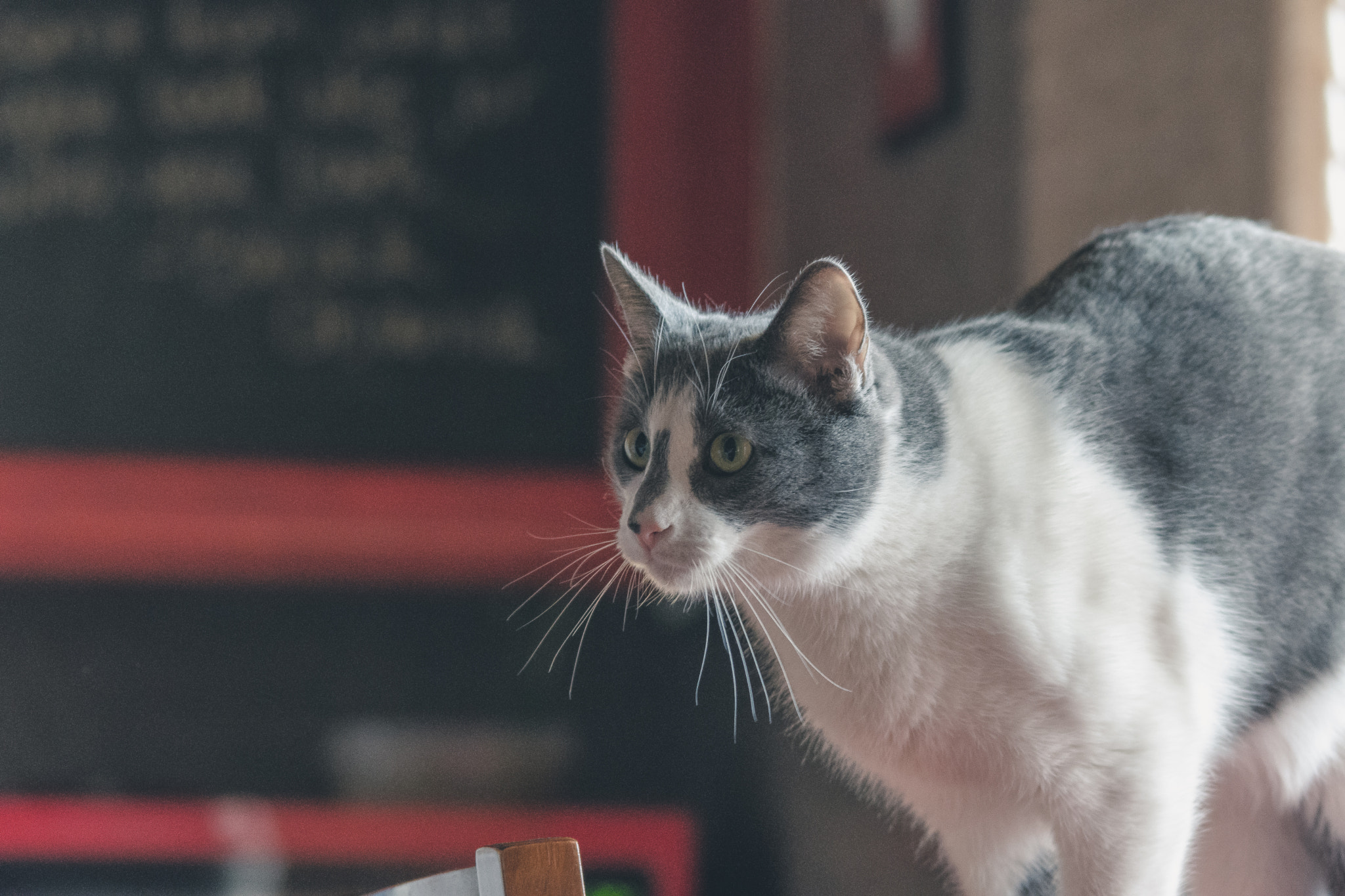 Sigma 150-500mm F5-6.3 DG OS HSM sample photo. Doesn't care photography