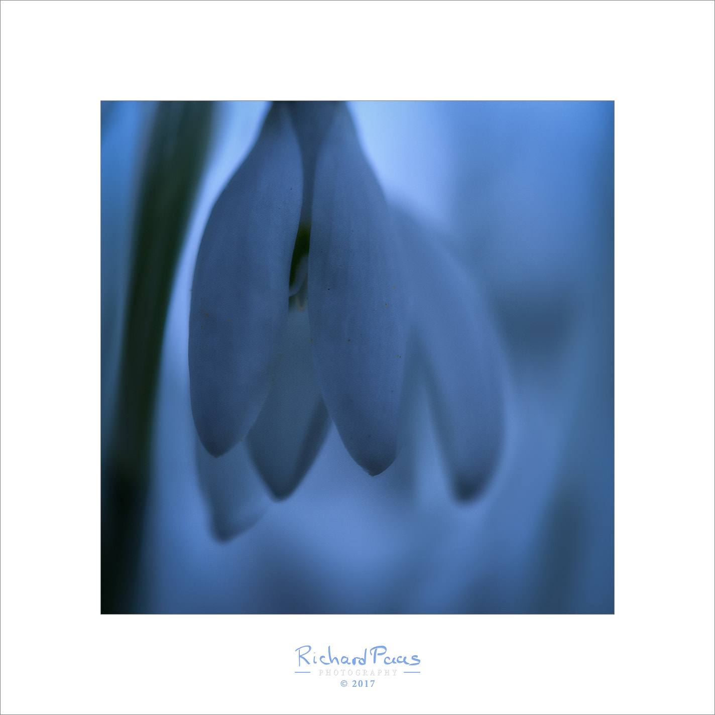 Olympus M.Zuiko Digital ED 60mm F2.8 Macro sample photo. Snowdrop in the morning (galanthus nivalis) photography