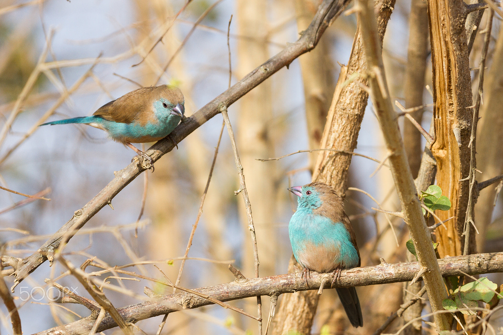 Canon EOS 7D + Canon EF 100-400mm F4.5-5.6L IS II USM sample photo. Red cheeked cordon bleu photography