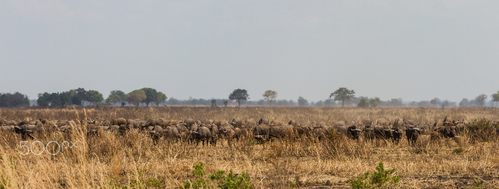 Canon EOS 7D + Canon EF 100-400mm F4.5-5.6L IS II USM sample photo. Herd of african buffalo photography