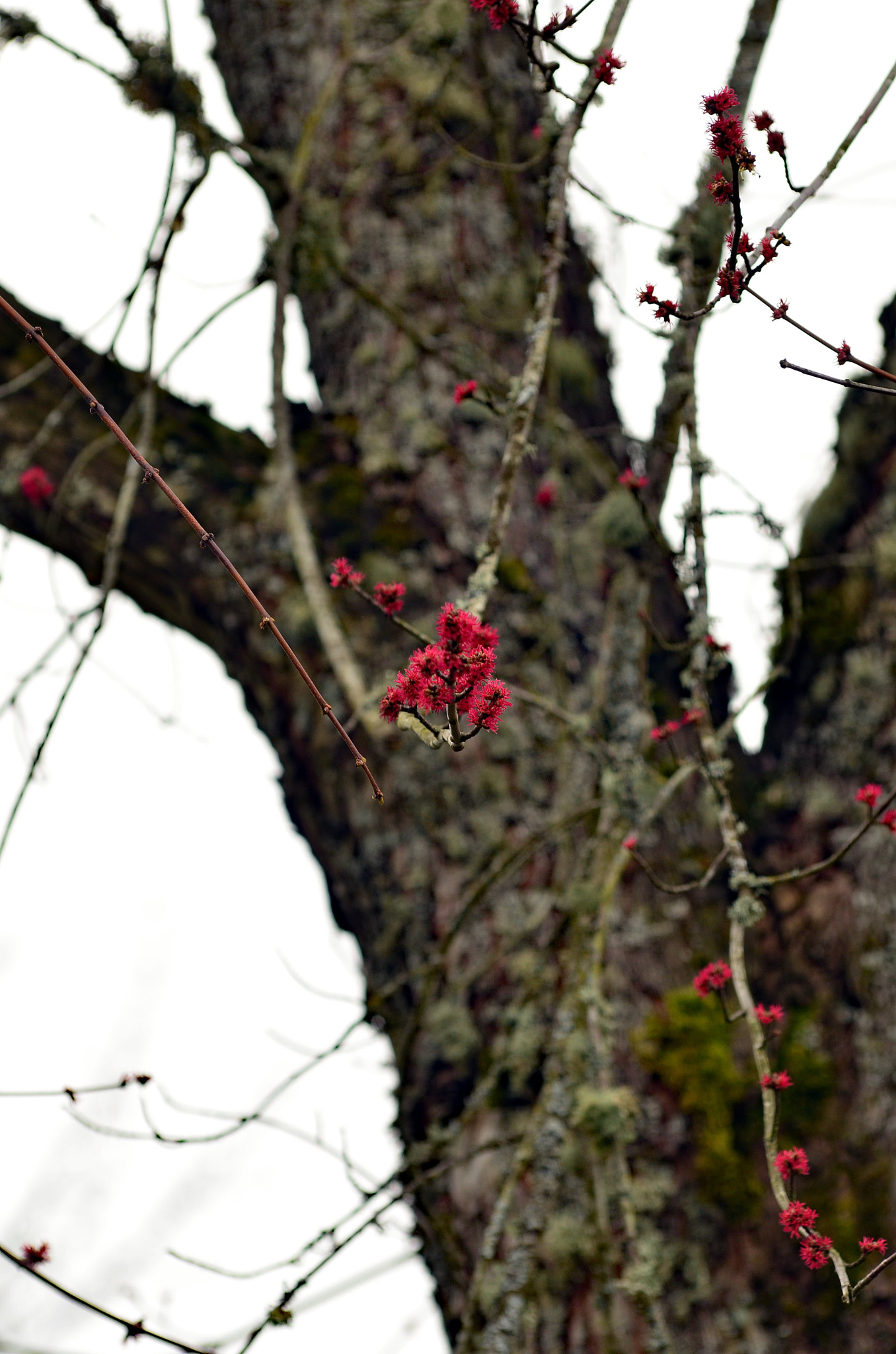 Nikon AF-Nikkor 80-200mm F2.8D ED sample photo. Spring is coming photography