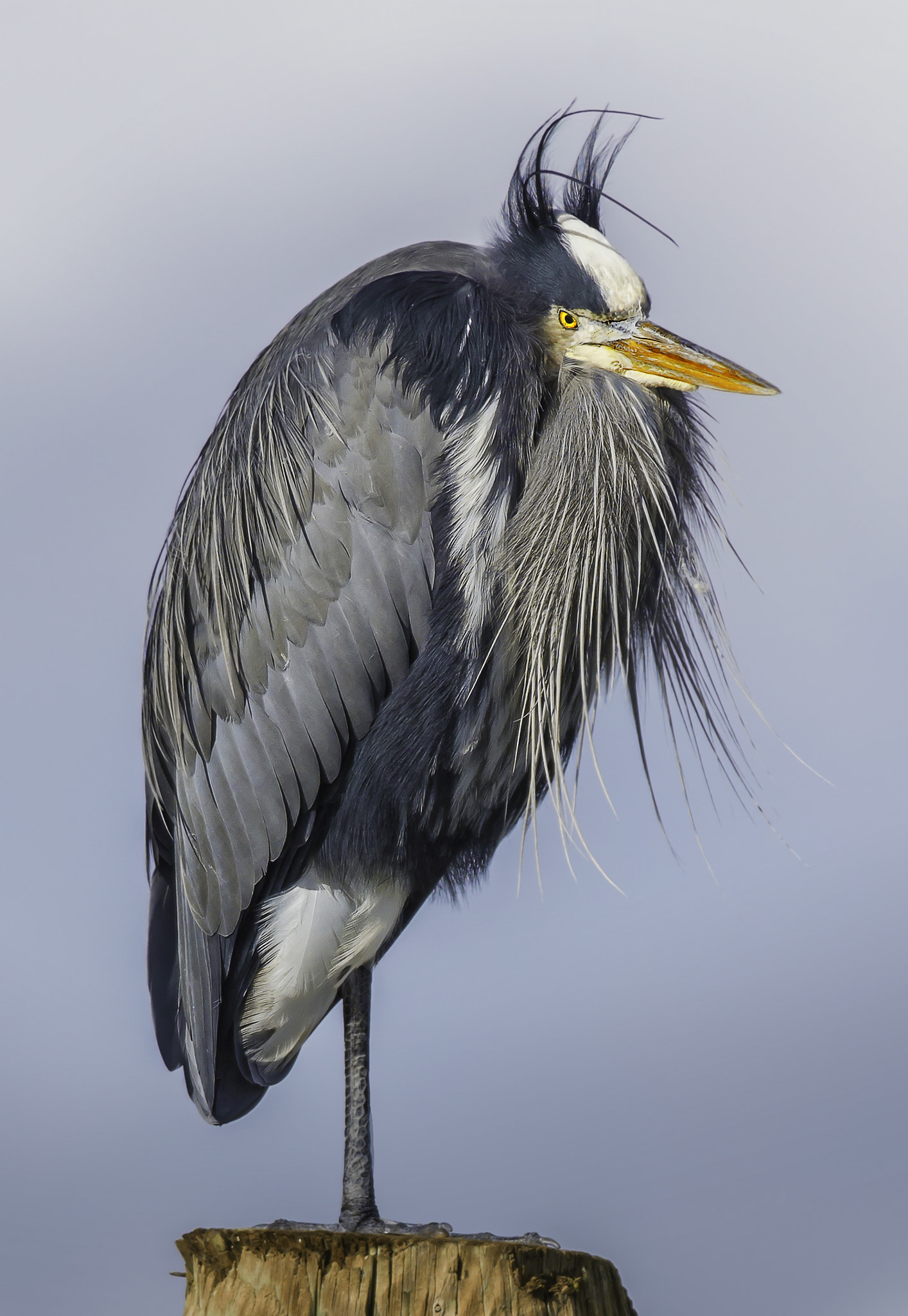 Nikon D800E + Nikon AF-S Nikkor 300mm F4D ED-IF sample photo. Great blue heron photography