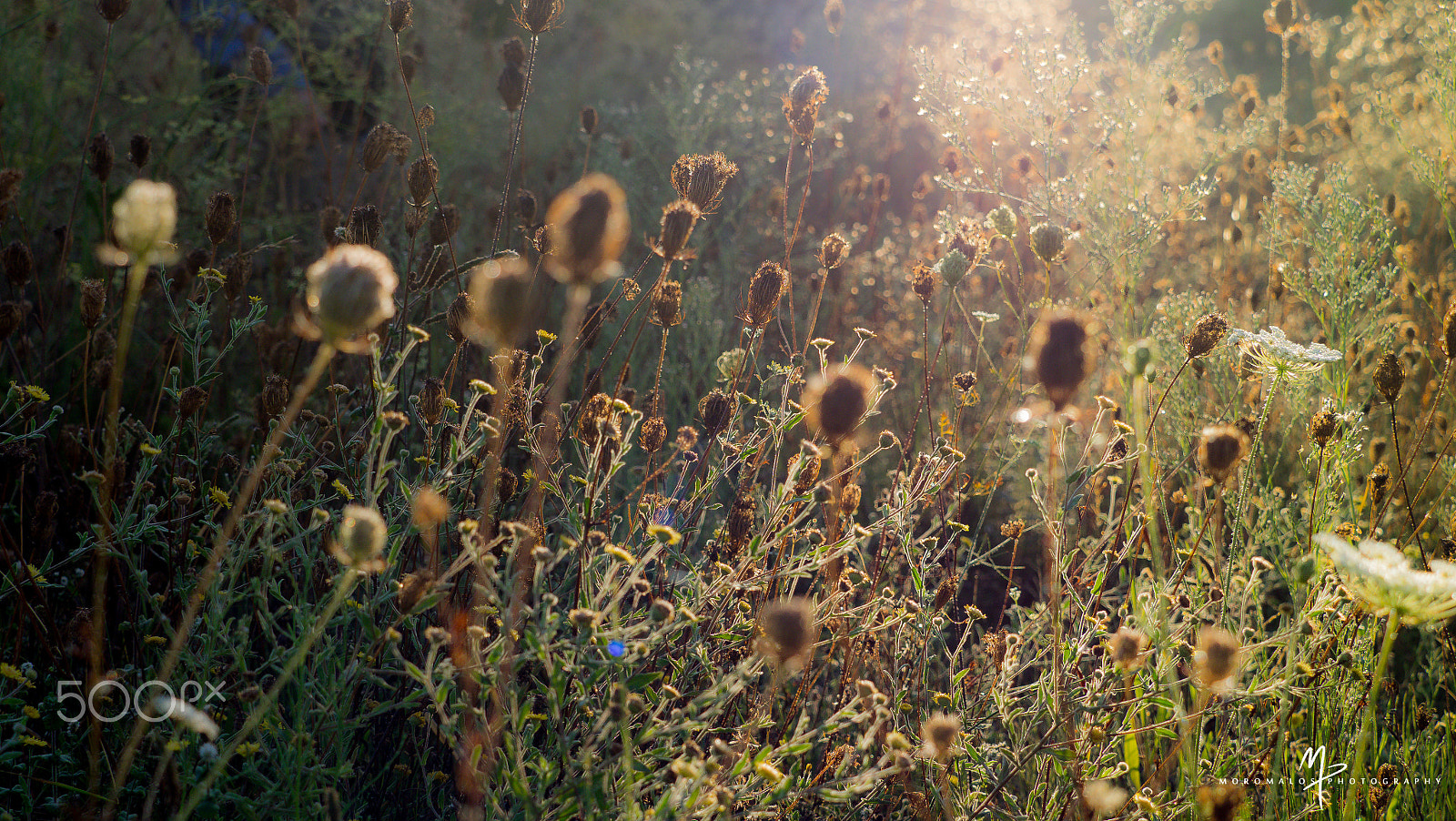 Olympus OM-D E-M1 sample photo. Natural colors photography