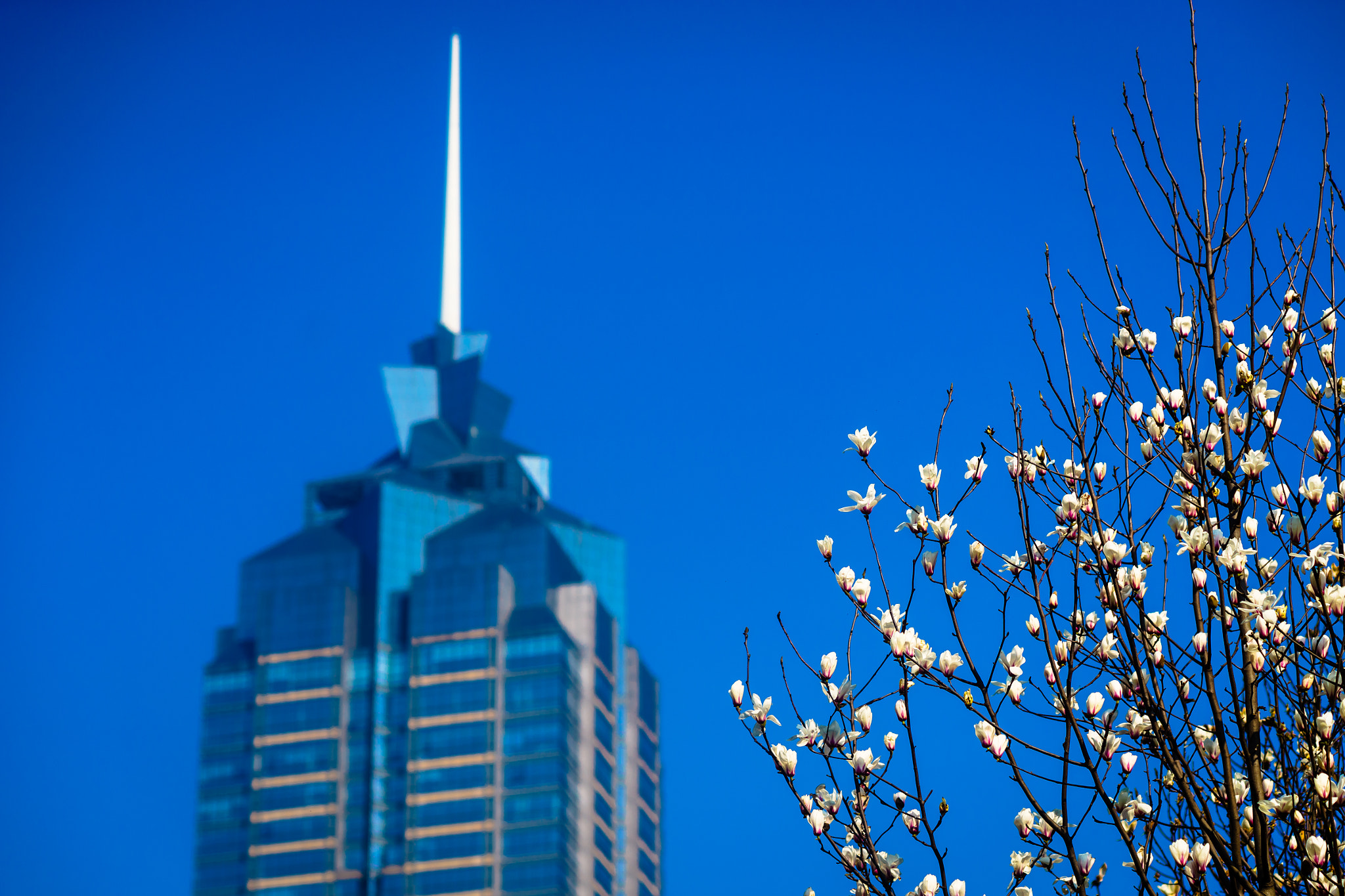 Sony a7 + Sony 100mm F2.8 Macro sample photo. Yulan and 188 plaza photography