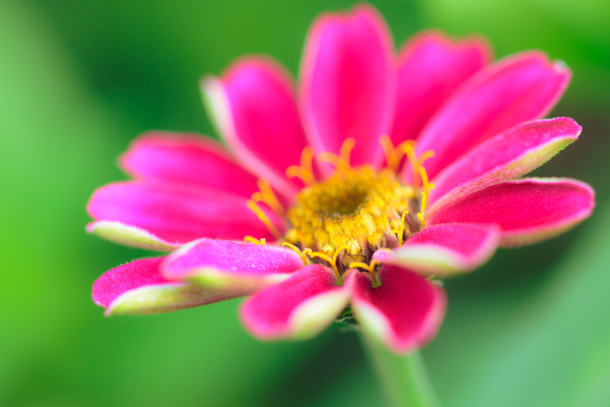 Sigma 105mm F2.8 EX DG OS HSM sample photo. Nature  photography