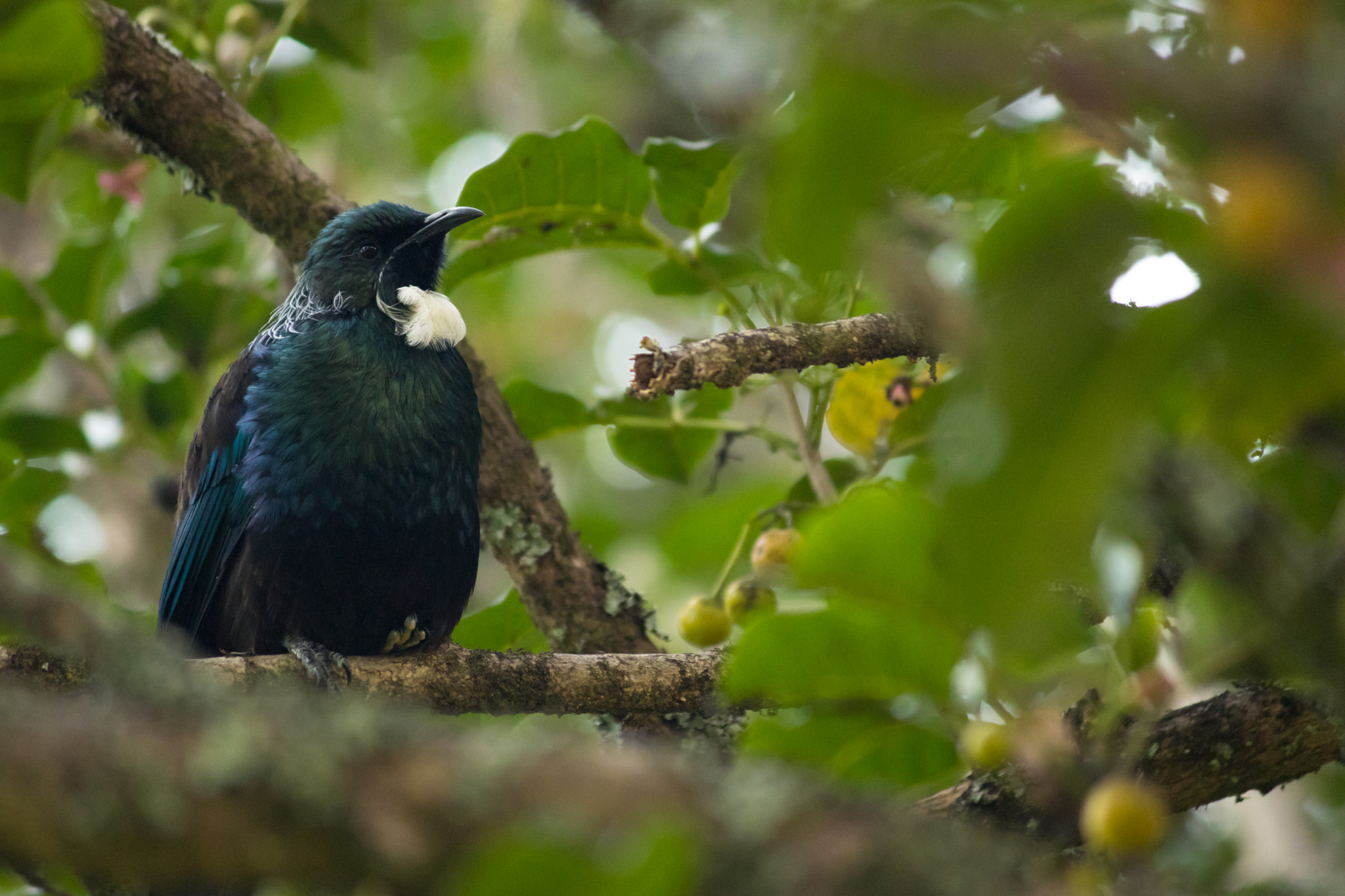 Canon EF-S 55-250mm F4-5.6 IS II sample photo. Tui photography