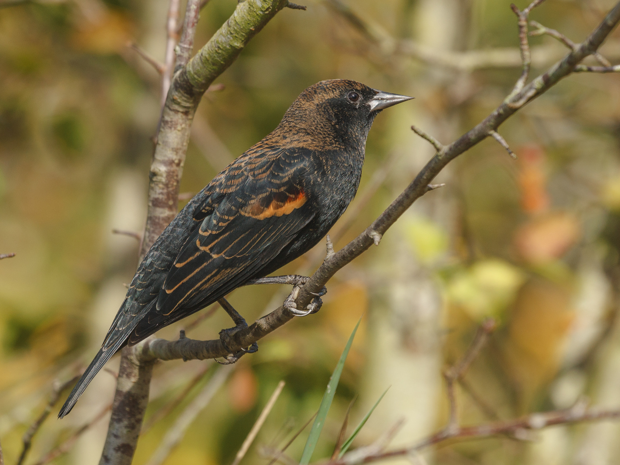 Canon EF 100-400mm F4.5-5.6L IS USM sample photo. Red-winged blackbird sitting photography