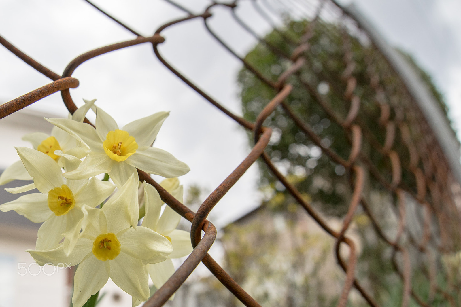 Sony a7 II + Sony DT 50mm F1.8 SAM sample photo. Narcissus photography