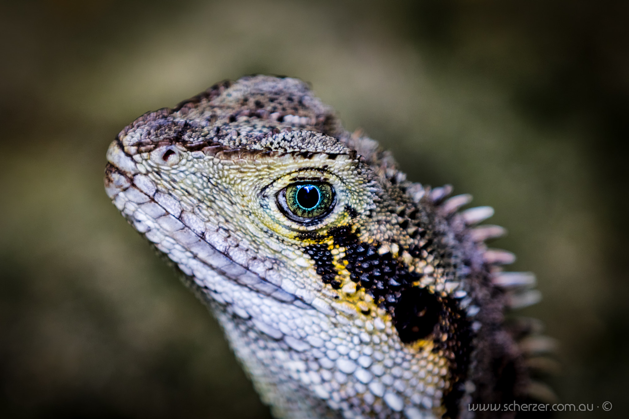 Canon EOS 750D (EOS Rebel T6i / EOS Kiss X8i) sample photo. Eye of the water dragon photography