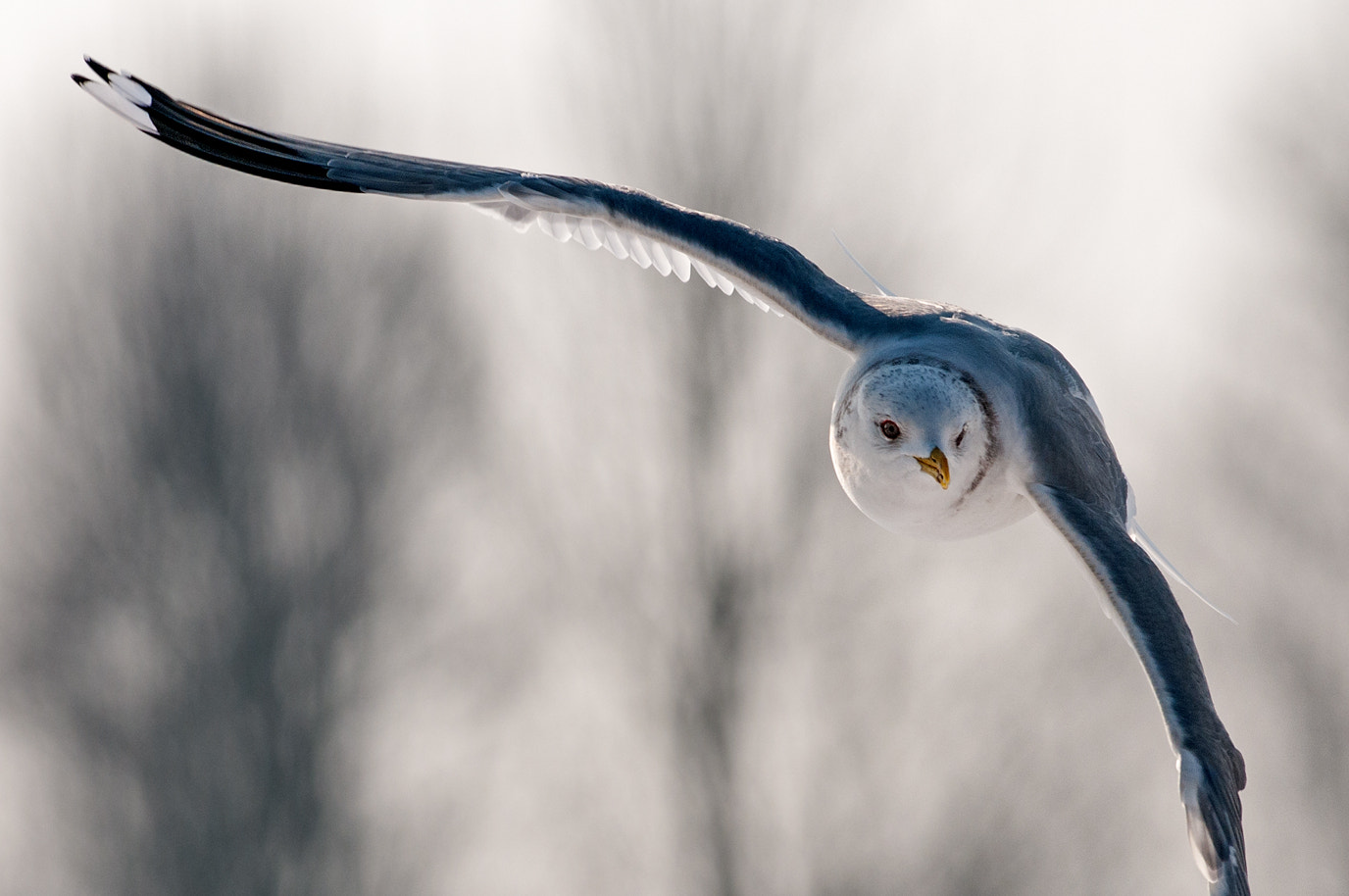 Nikon AF-S Nikkor 300mm F2.8G ED-IF VR sample photo. Seagull photography