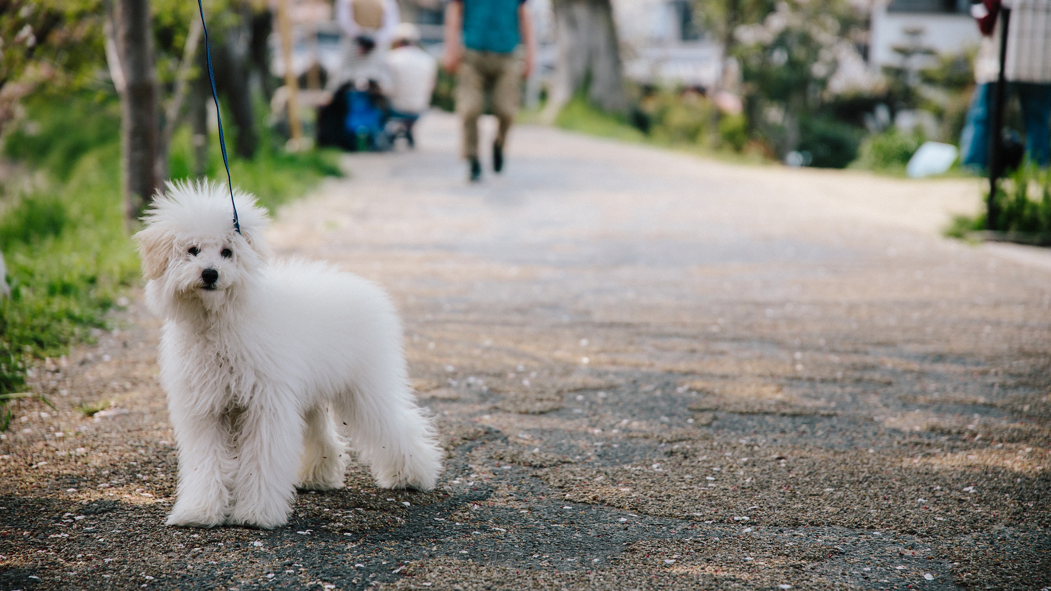 Sigma 24-105mm f/4 DG OS HSM | A sample photo. Fuwafuwa dog photography