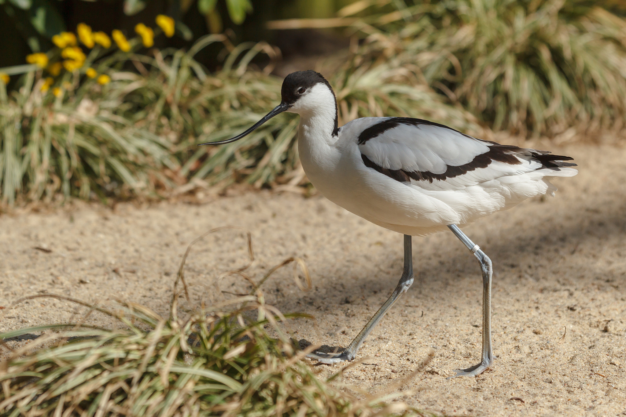Canon EOS-1D Mark IV + Canon EF 100-400mm F4.5-5.6L IS USM sample photo. Avocet walking on the beach photography