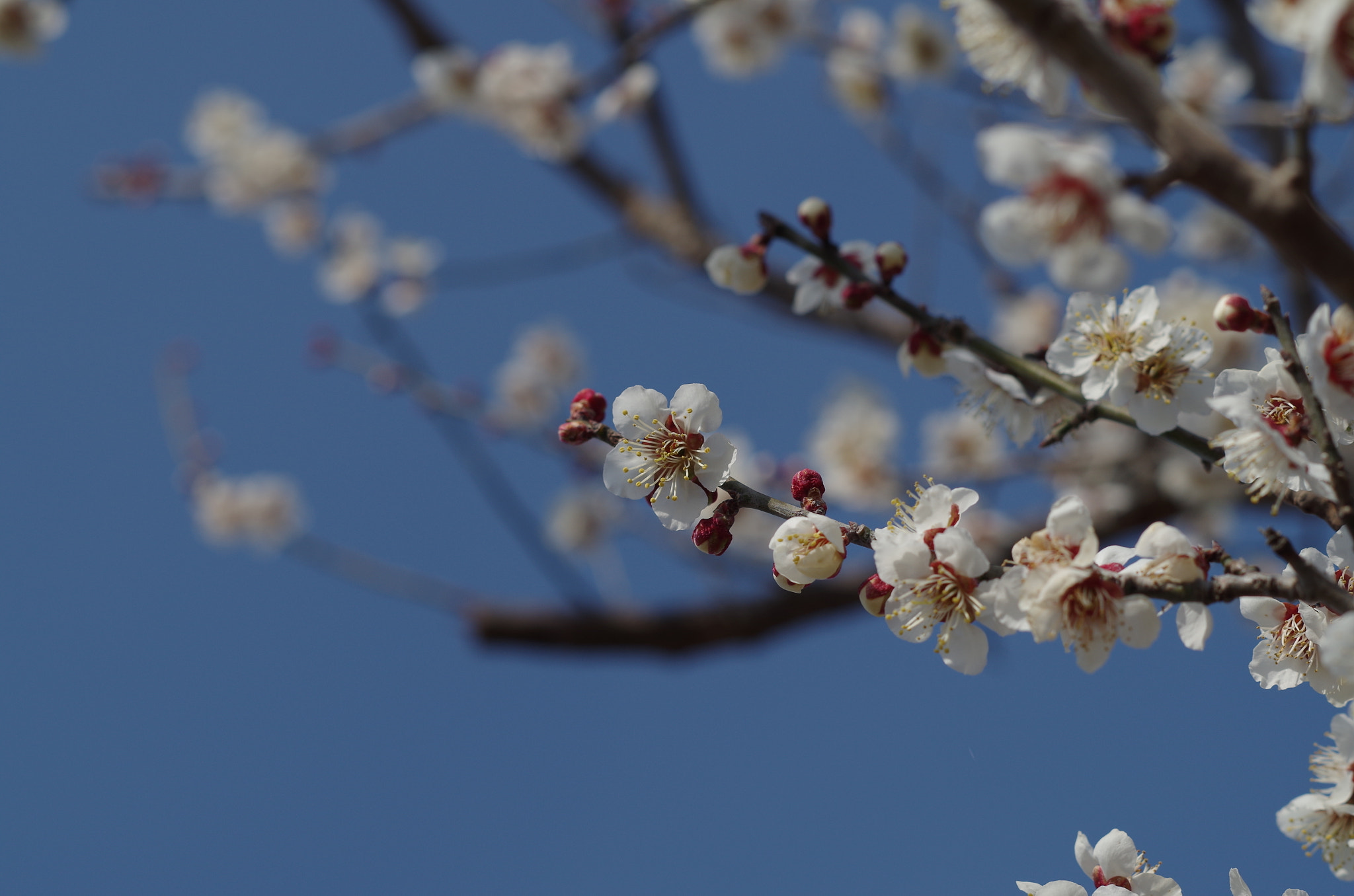 Pentax K-30 sample photo. Ume photography