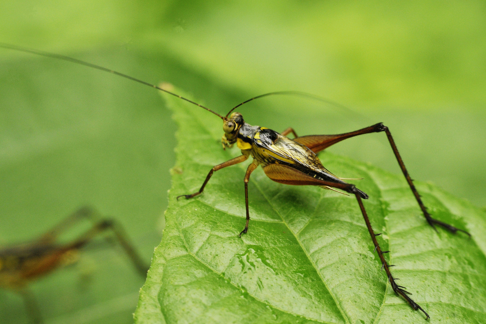 Nikon D300 + Nikon AF Nikkor 50mm F1.8D sample photo. Cricket photography