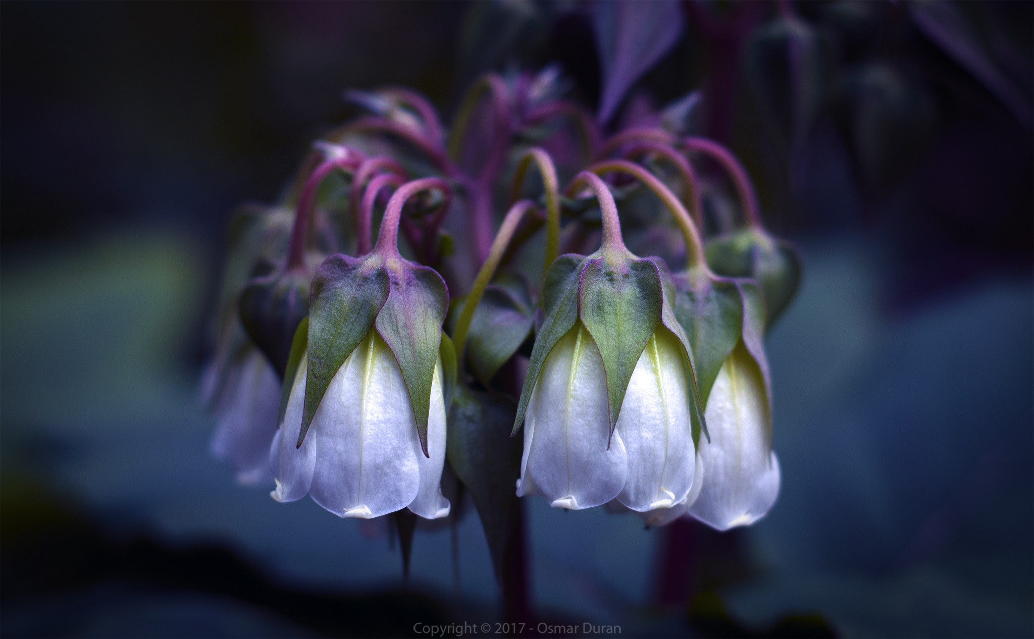Nikon D200 + Nikon AF Nikkor 50mm F1.8D sample photo. Sɹǝʍolɟ uʍop ǝpᴉsdn photography